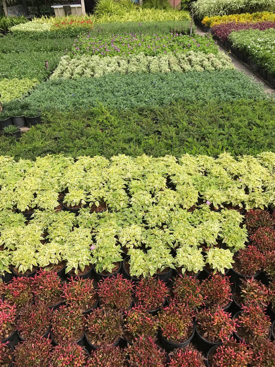 premium plants at a plant centre for home gardens