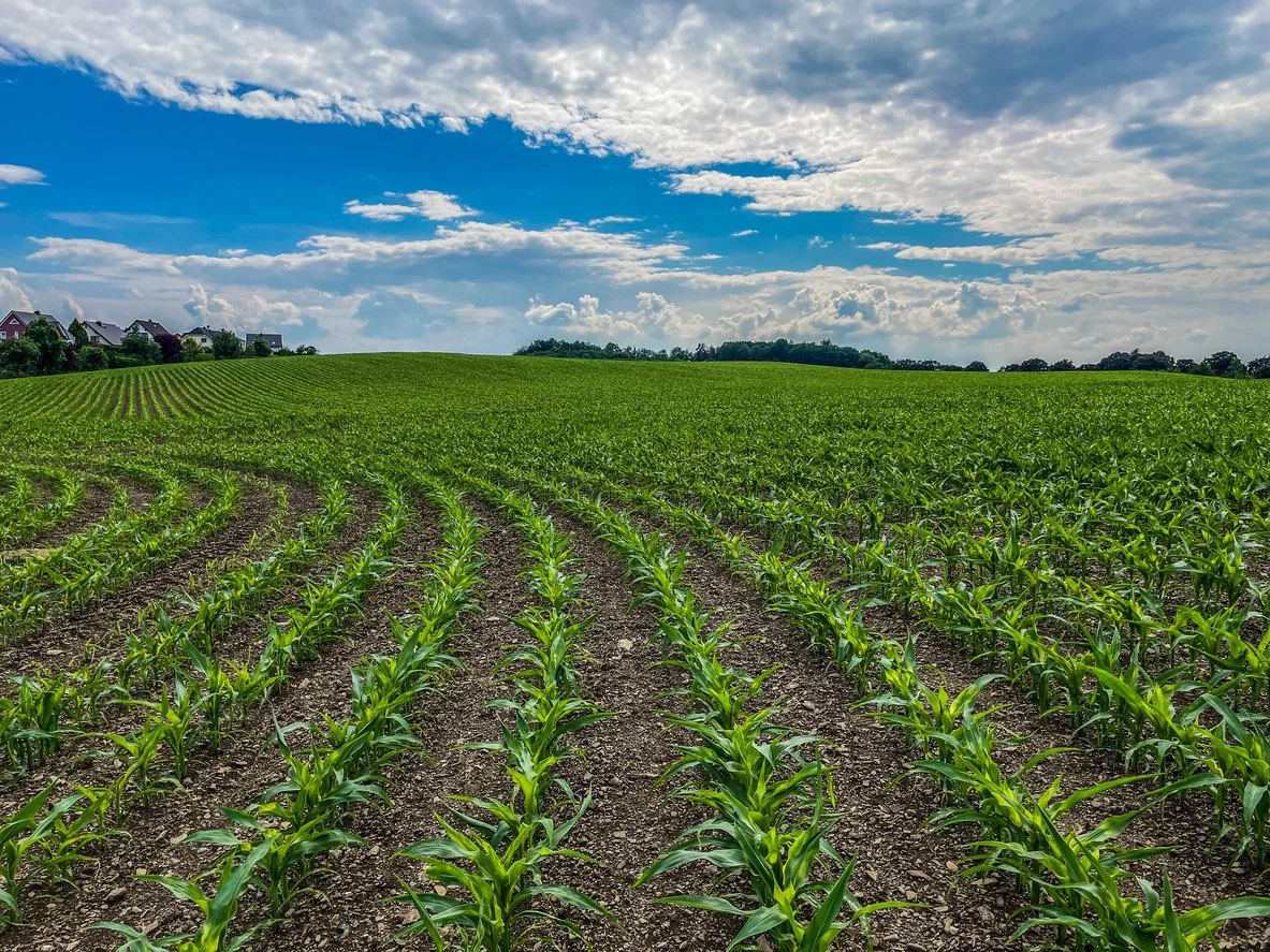 excellent condition crops growing in a farmers field