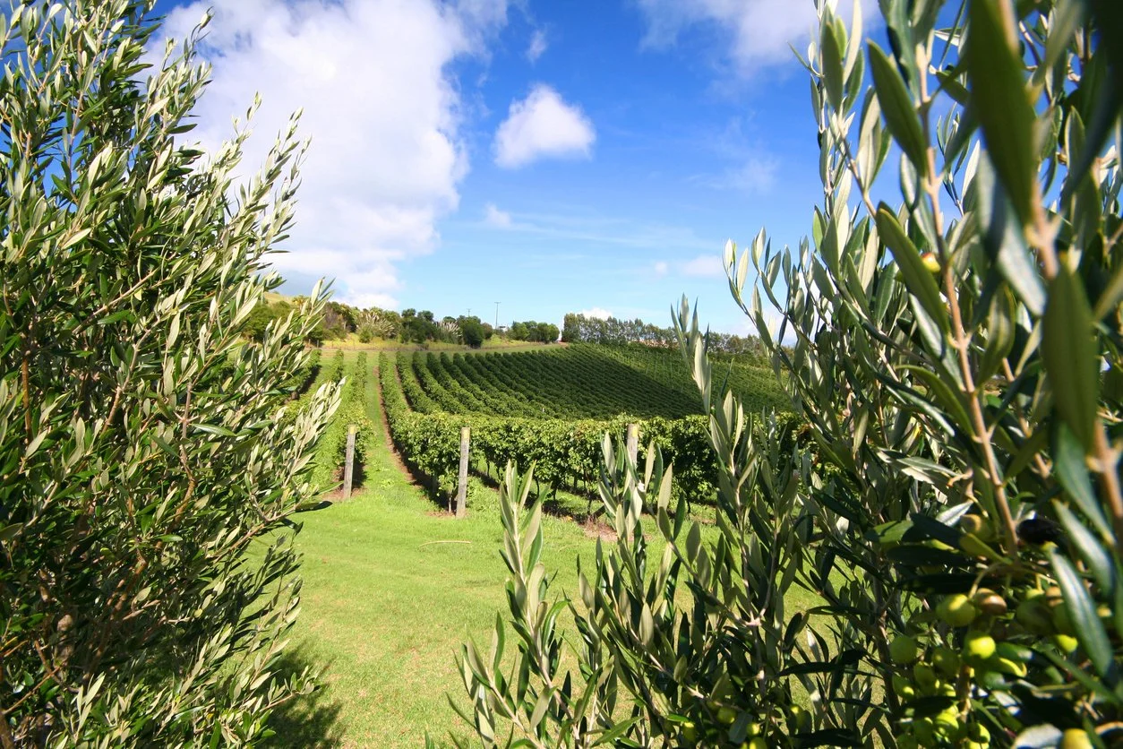 Excellent condition grape vines growing at a commercial vineyard