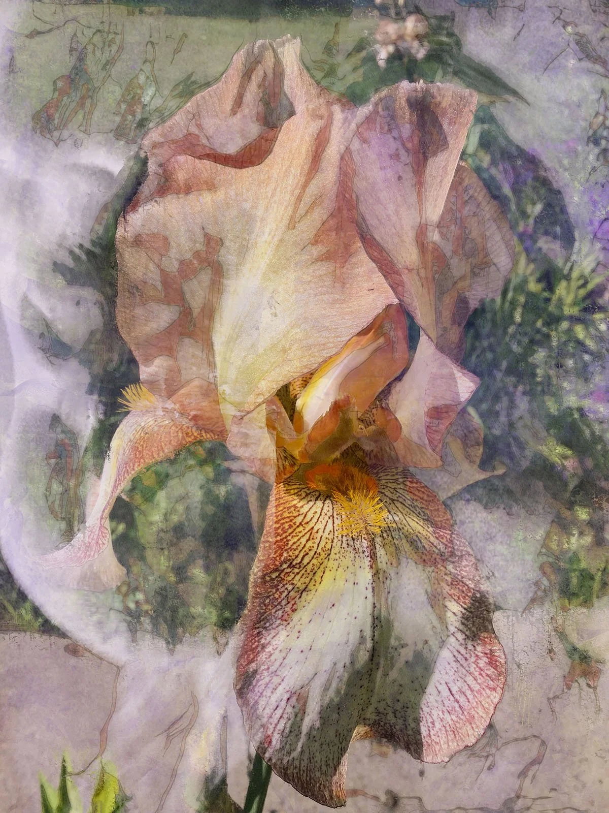 Iris, 2005. 