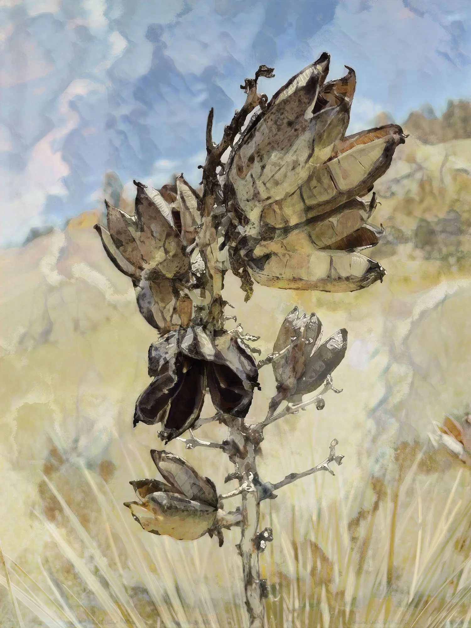 26-8-yucca-seed-pods.jpg