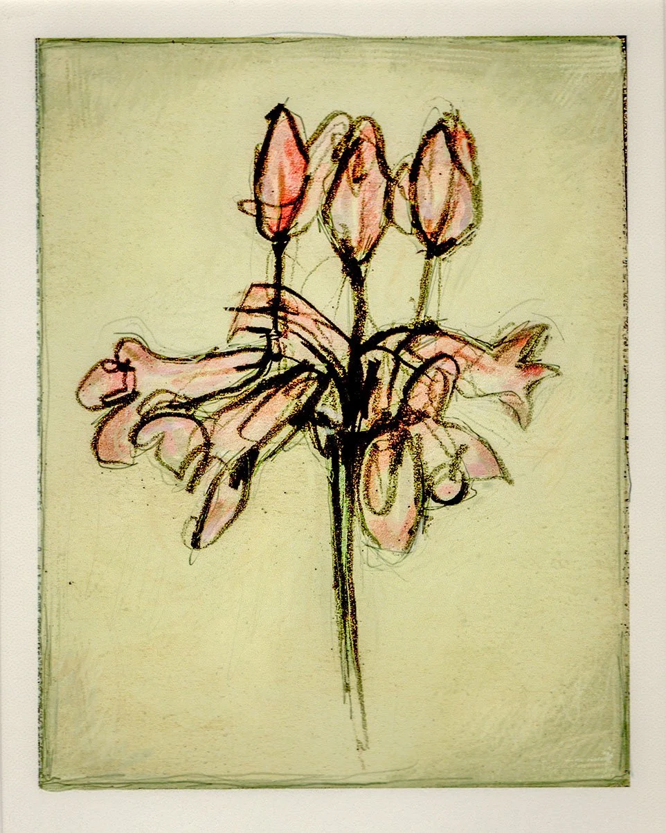 Brodiaea, 1999. 