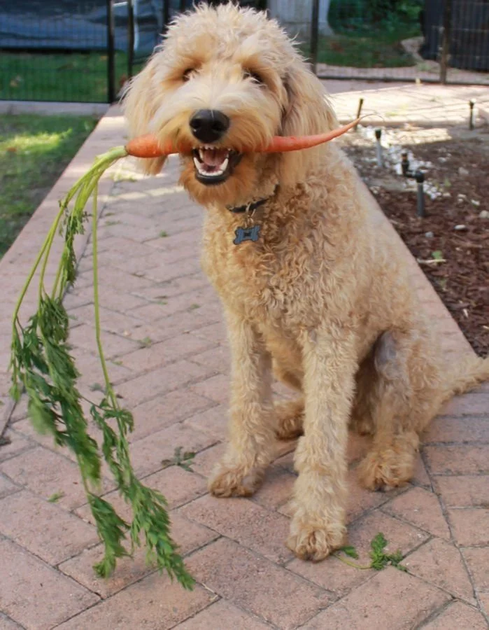 dog with carrot