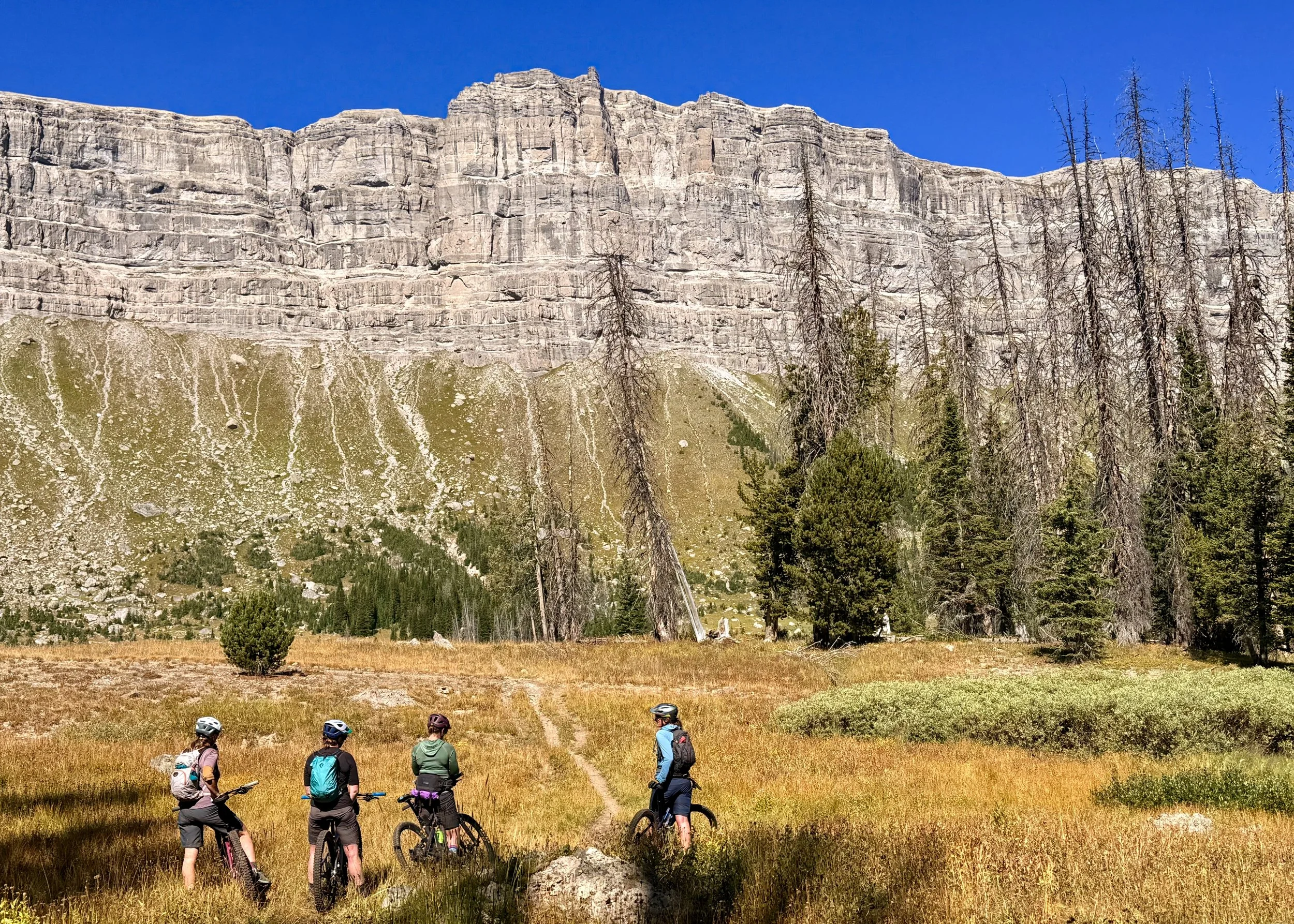 Five cyclists with helmets riding mountain bikes on a trail through a grassy field, with tall, bare trees and a large rocky cliff in the background, under a clear blue sky.