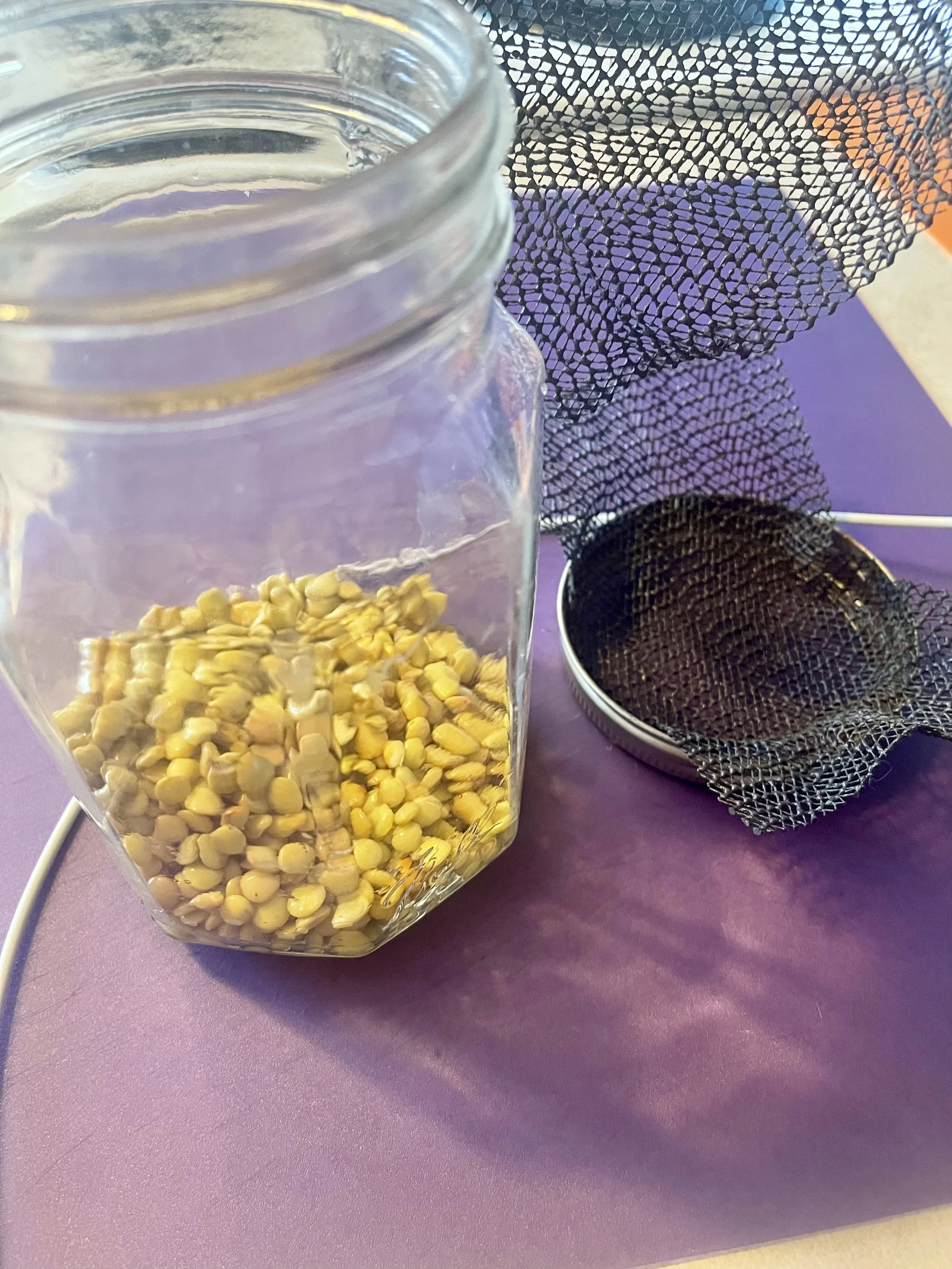 lentil-00004.jpeg
