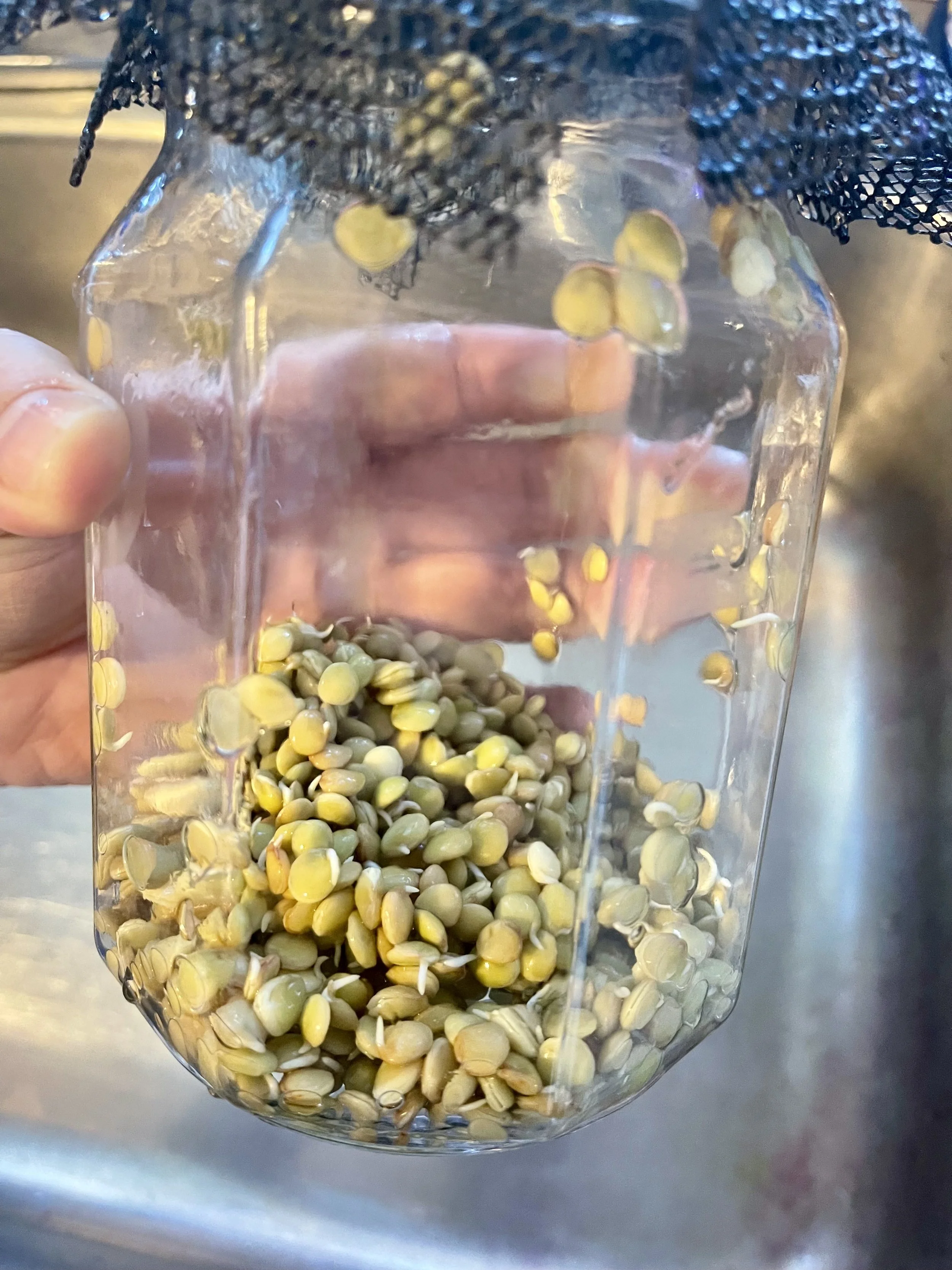 lentil-00007.jpeg