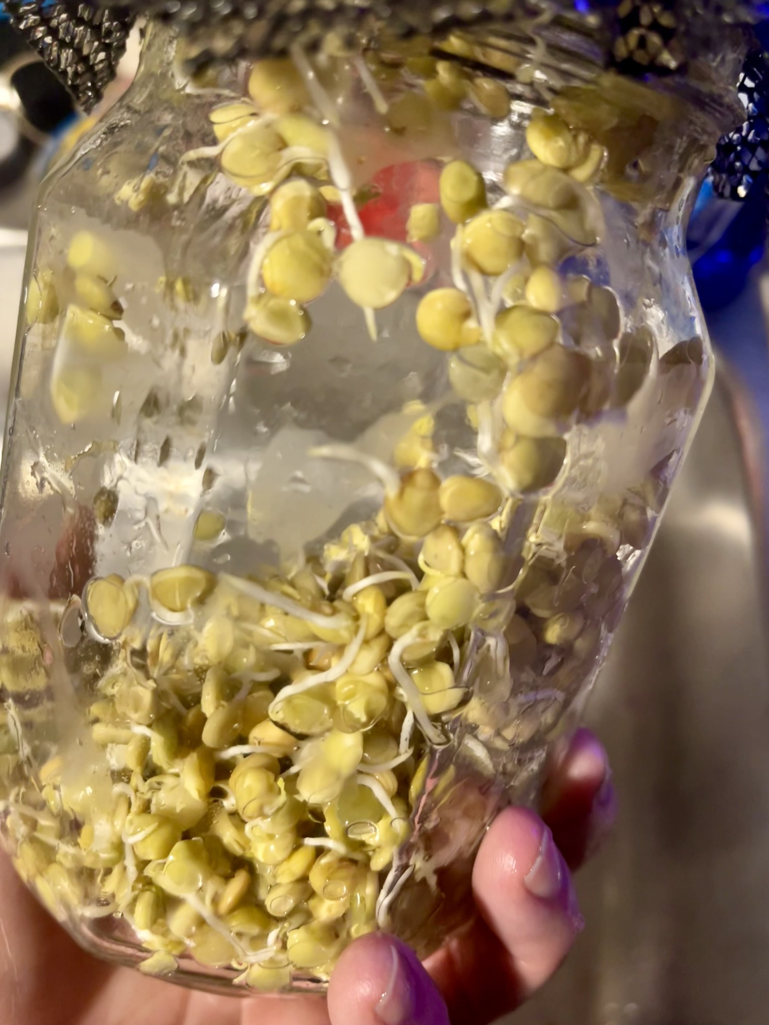 lentil-00008.jpeg