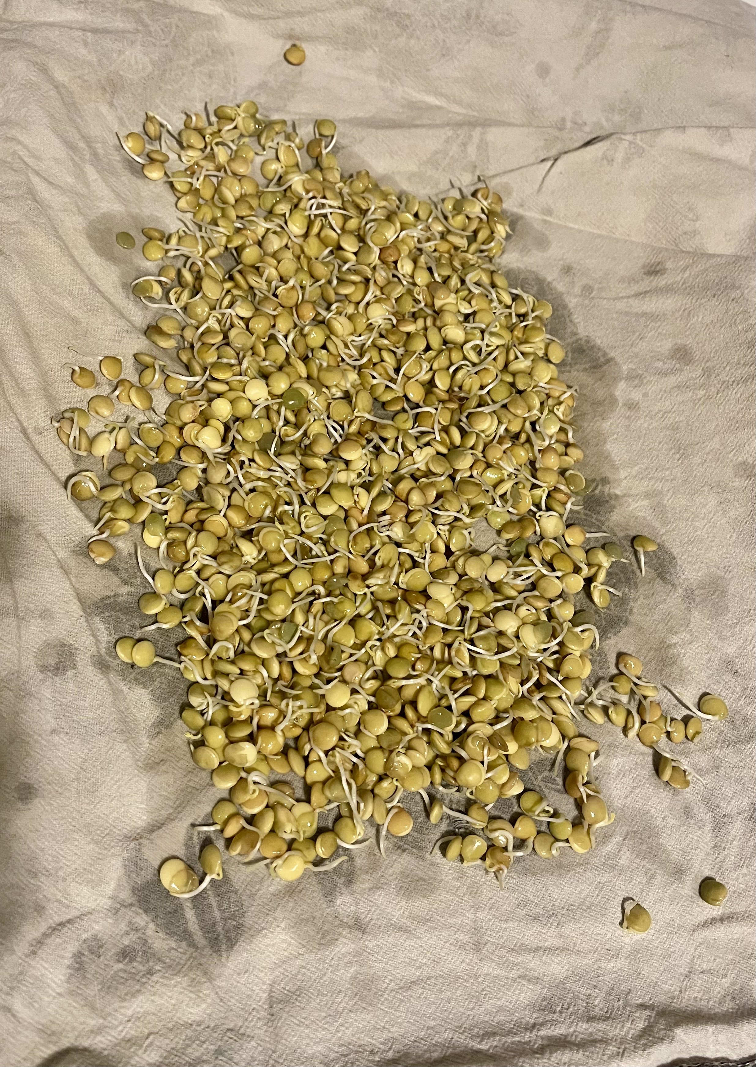 lentil-00009.jpeg