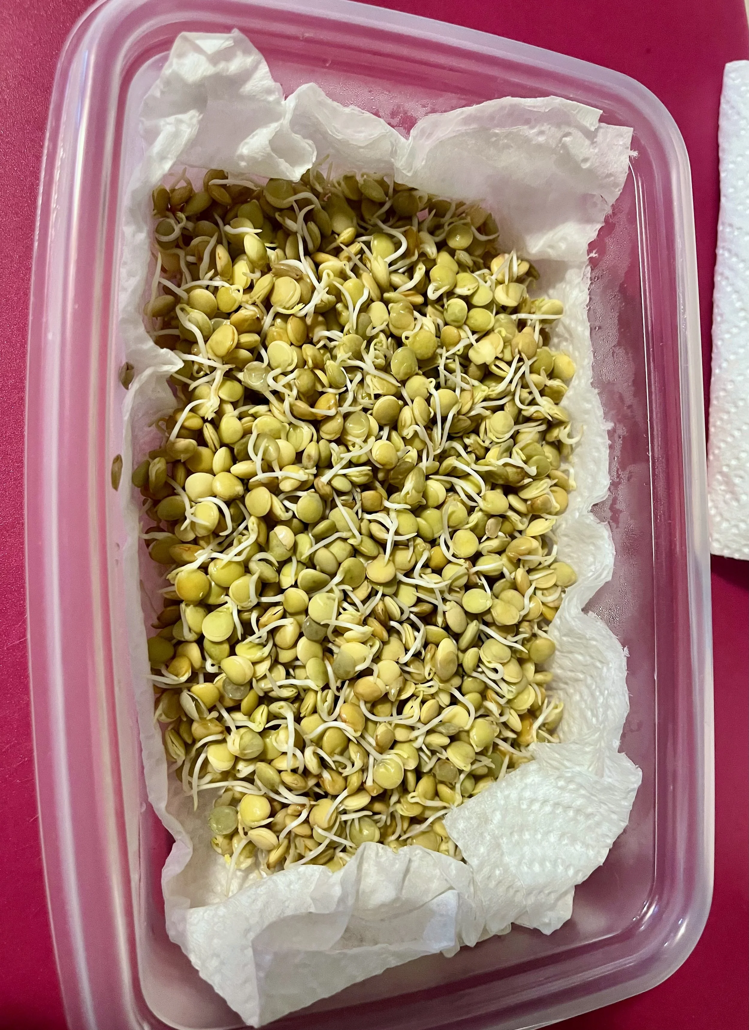 lentil-00010.jpeg
