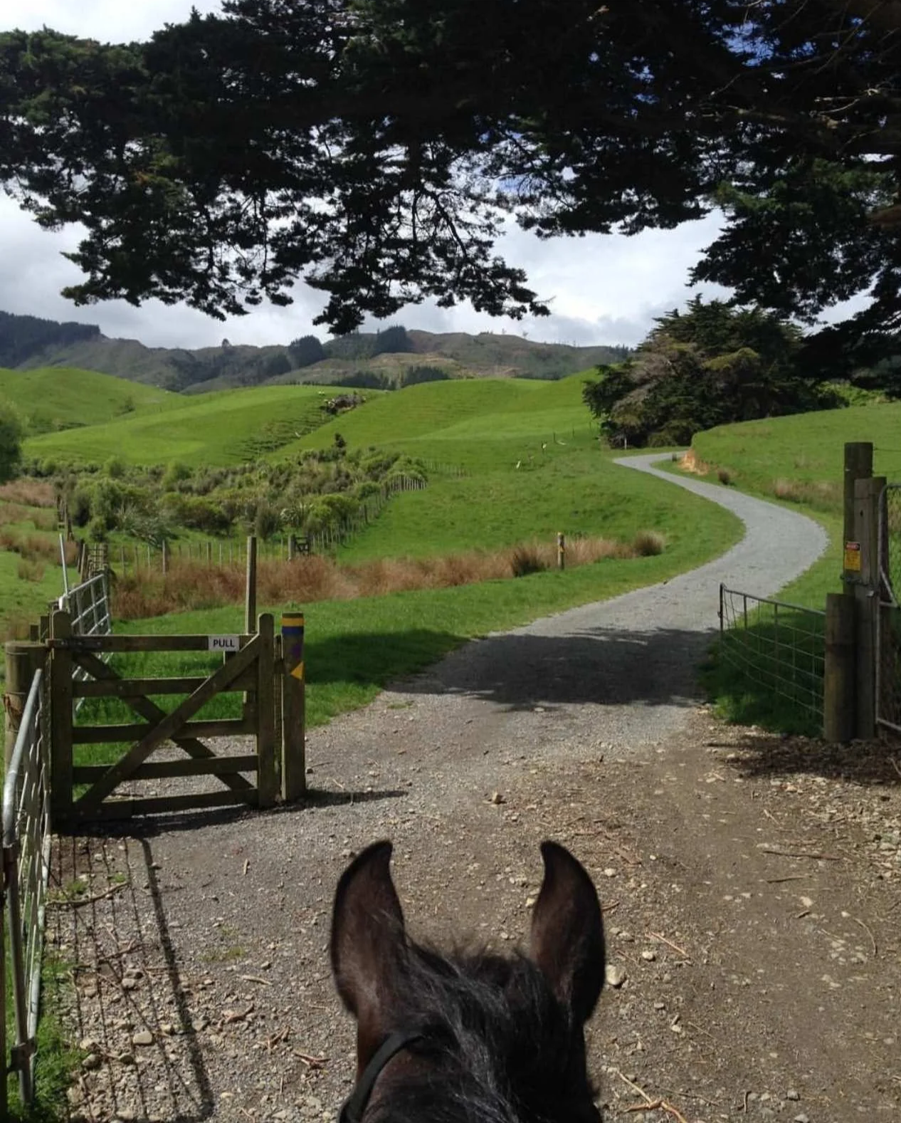 View from behind a horse, looking down a gravel path through green rolling hills, with a wooden gate in the foreground and trees and mountains in the background.