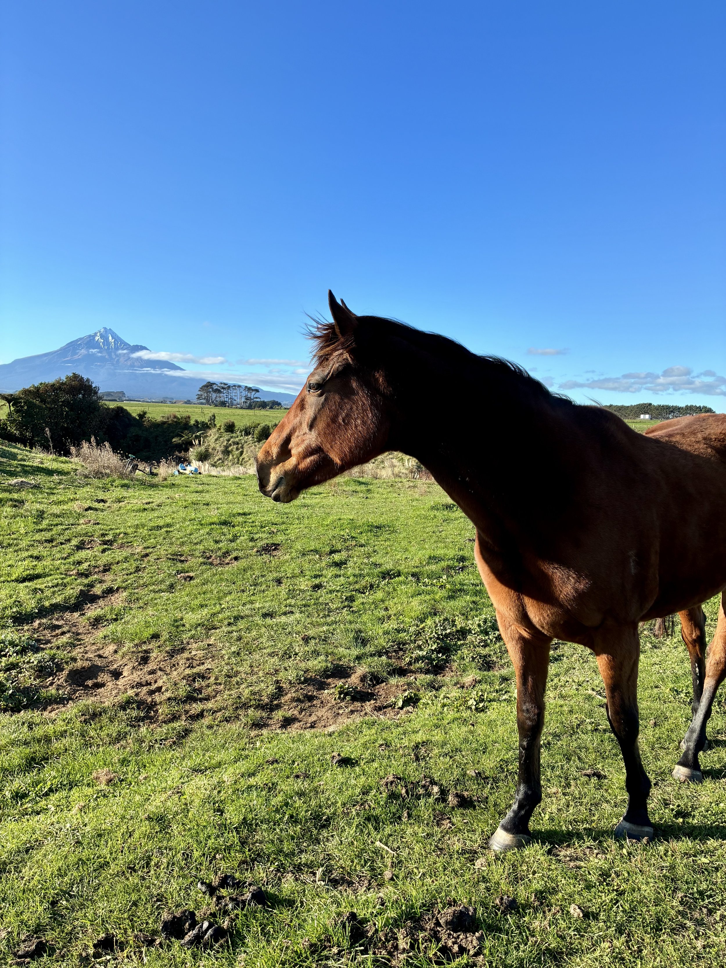 A brown horse standing on a grassy field with mountains in the background under a blue sky.
