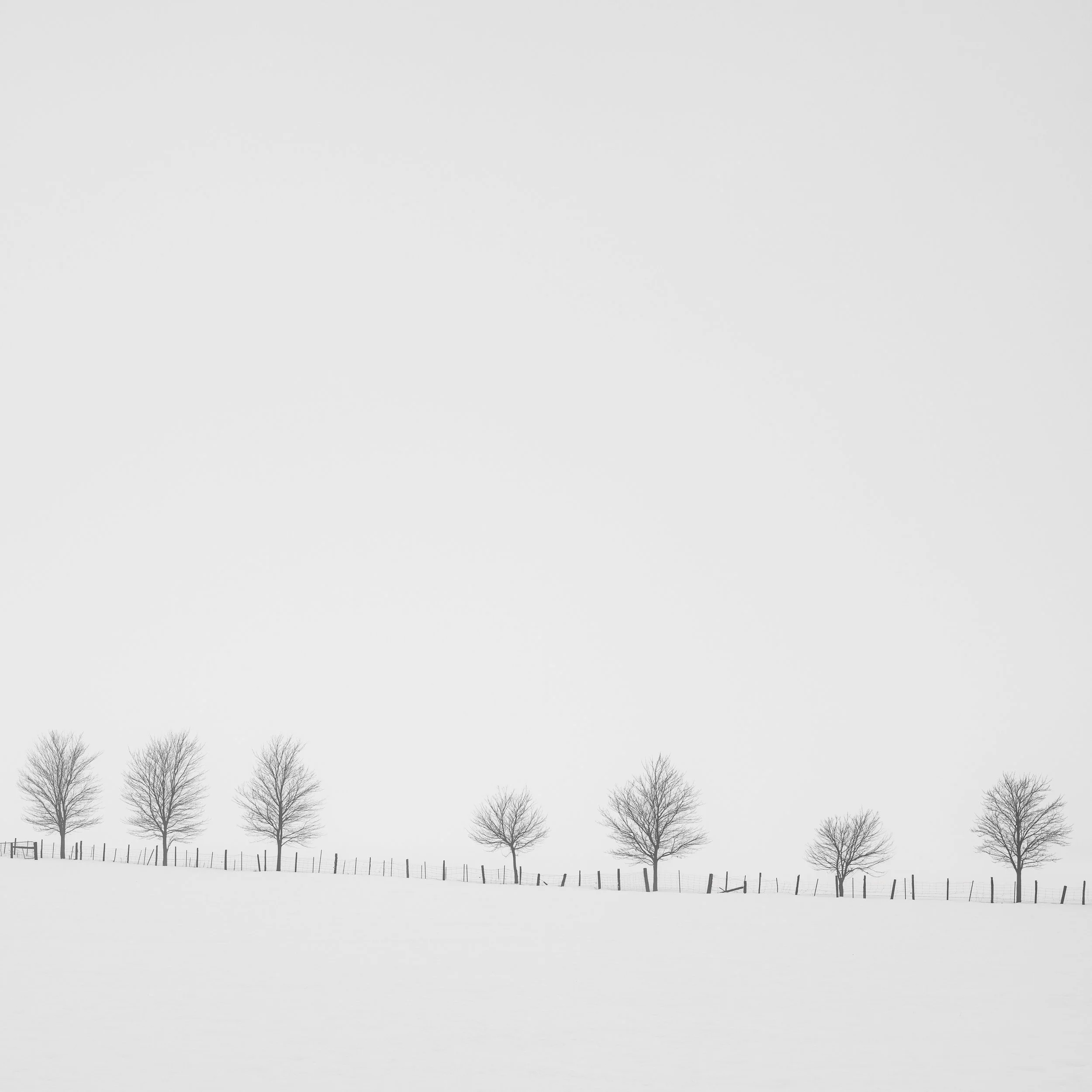Seven Trees