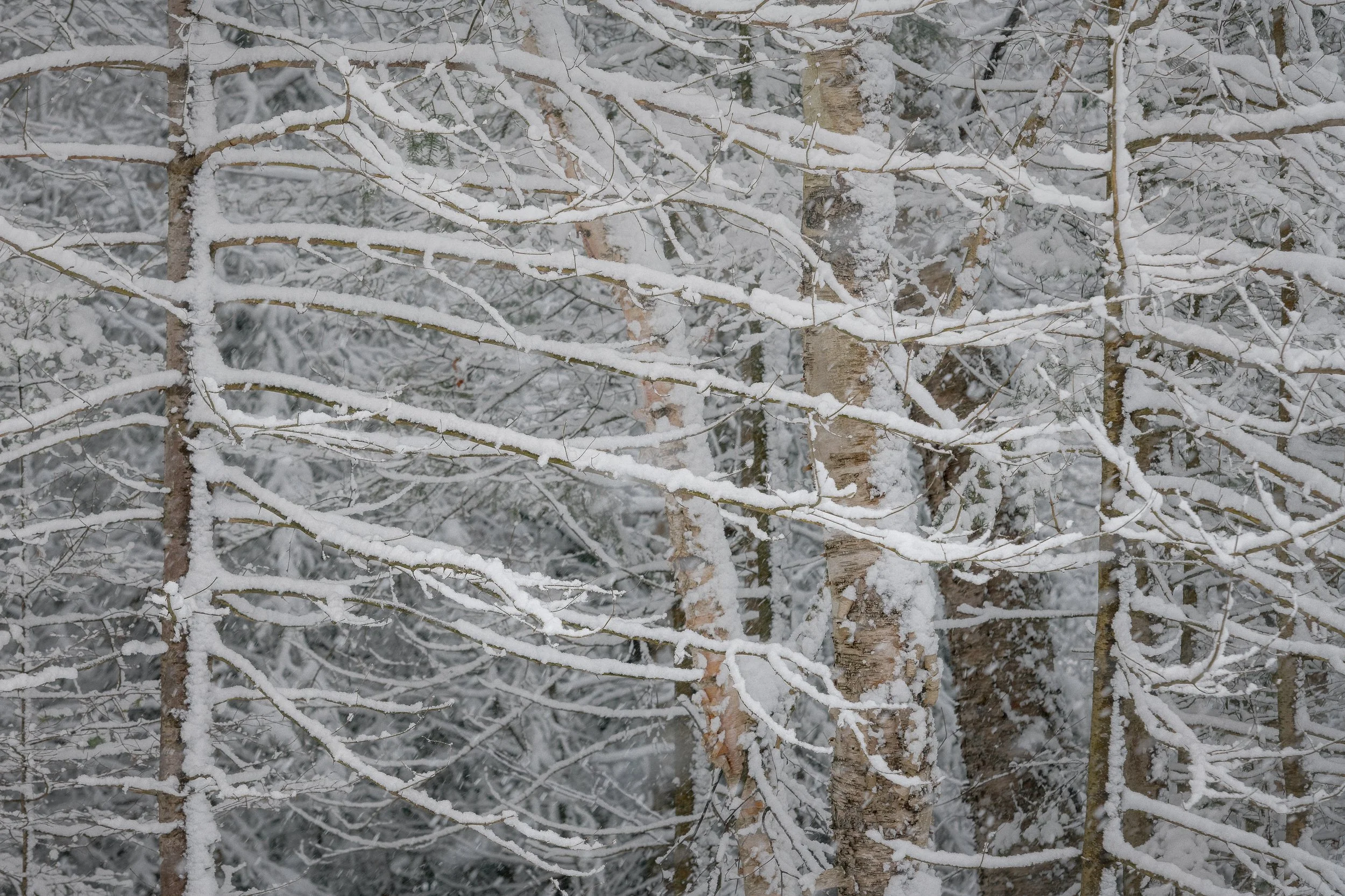 _DSC5322-Edit.jpg