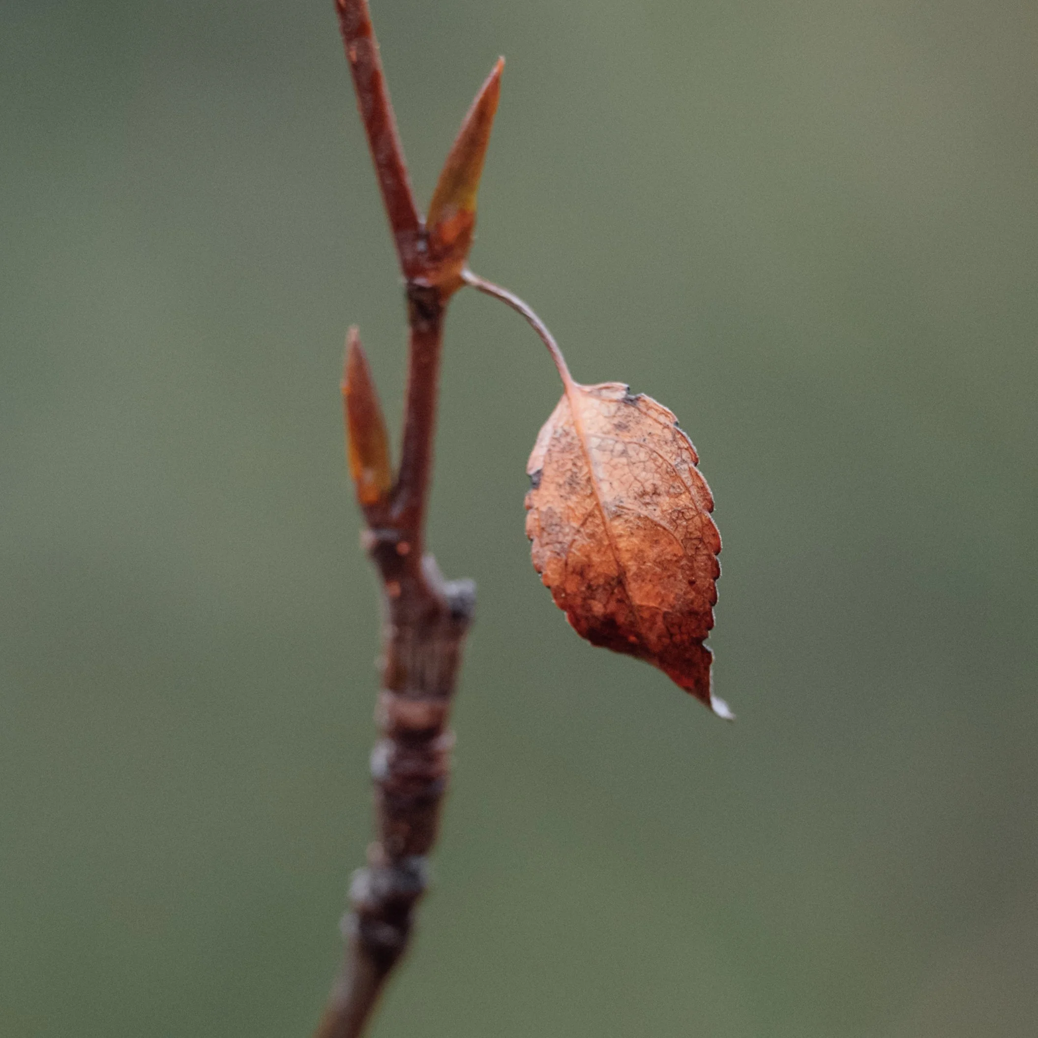 _DSC4384.jpg