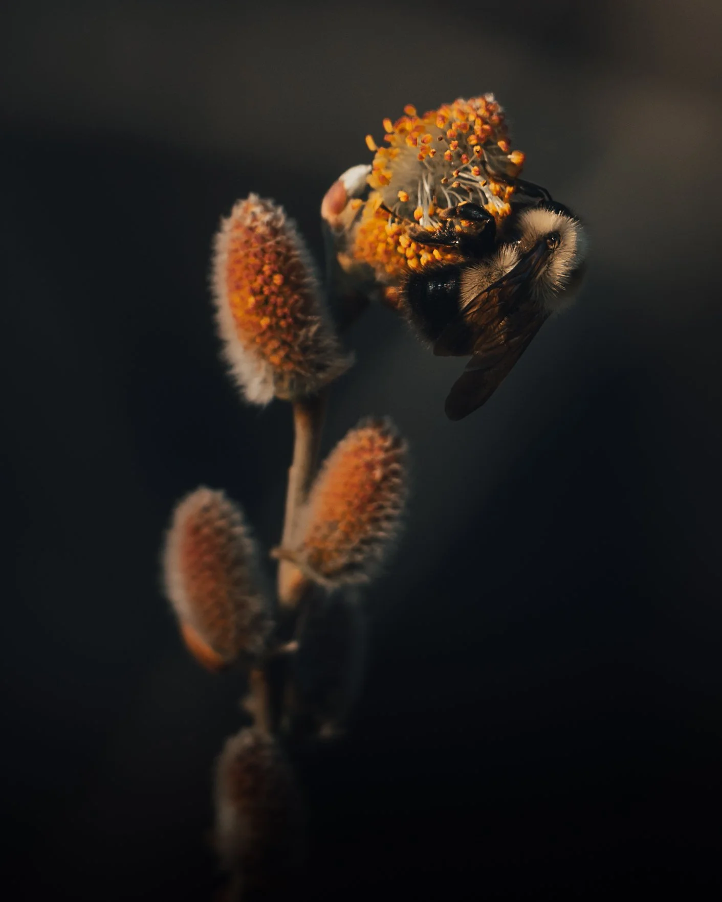 _DSC5687-Edit-2.jpg