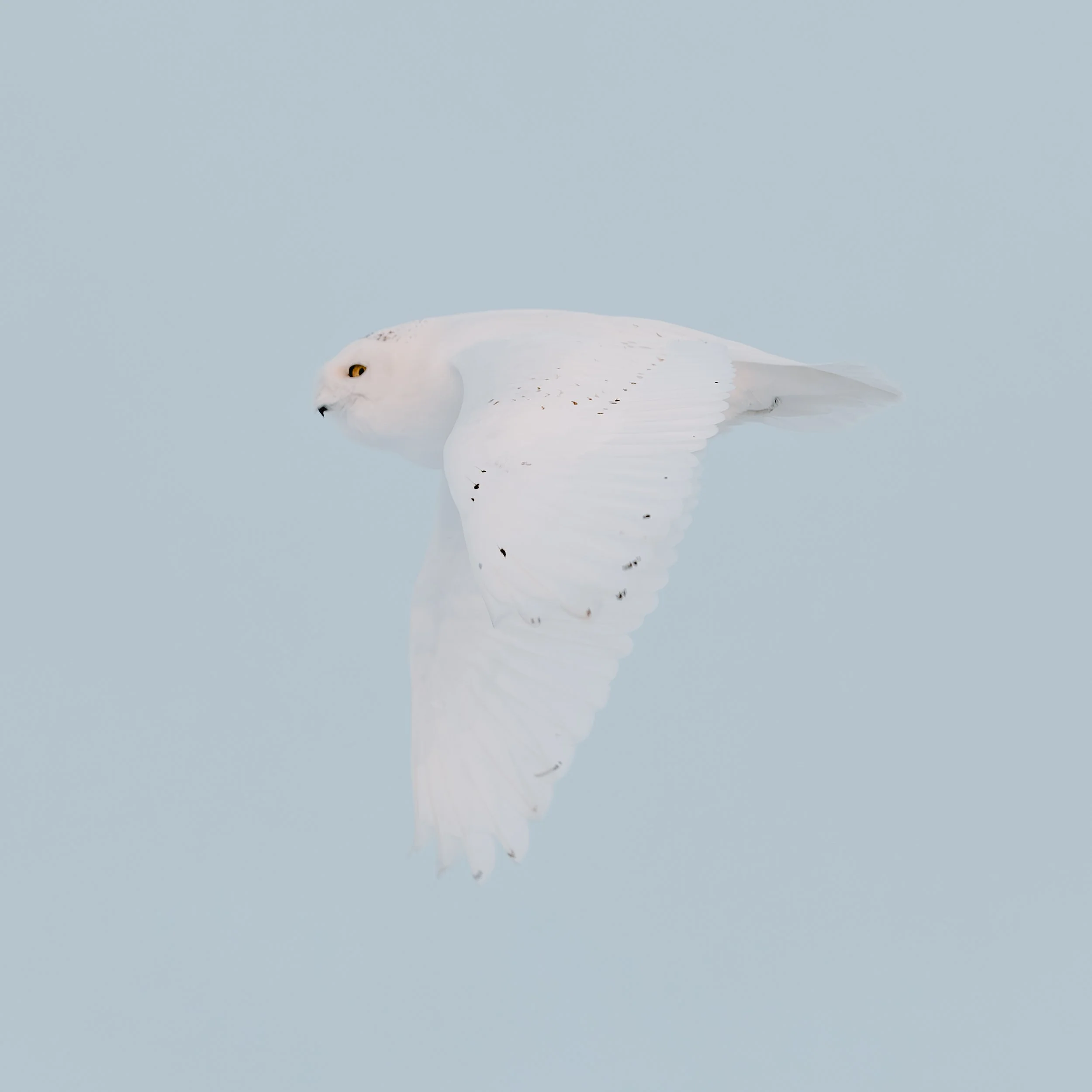 _DSC5356-Enhanced-NR.jpg