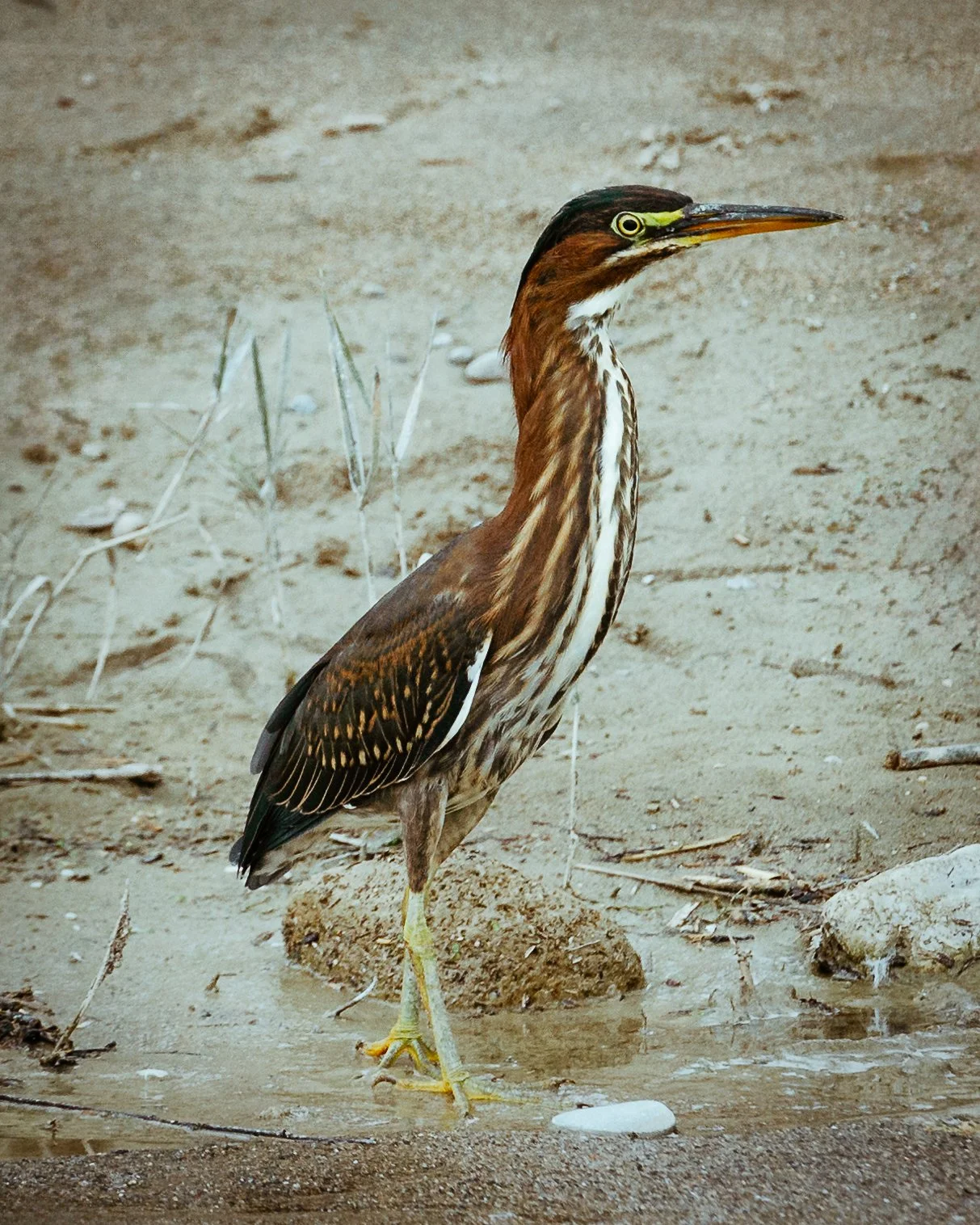 _DSC9774-Edit.jpg