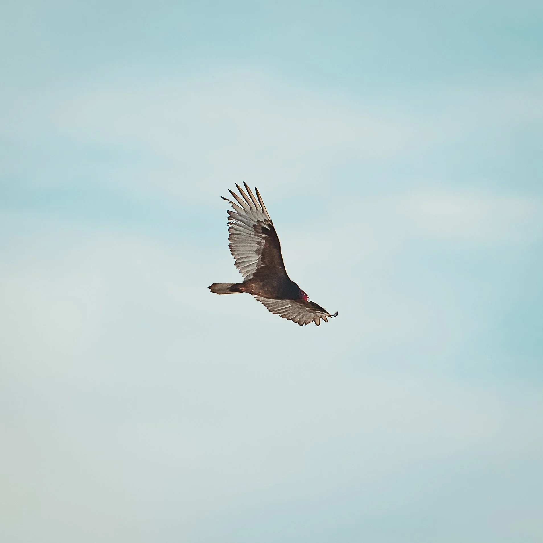 _DSC5105.jpg