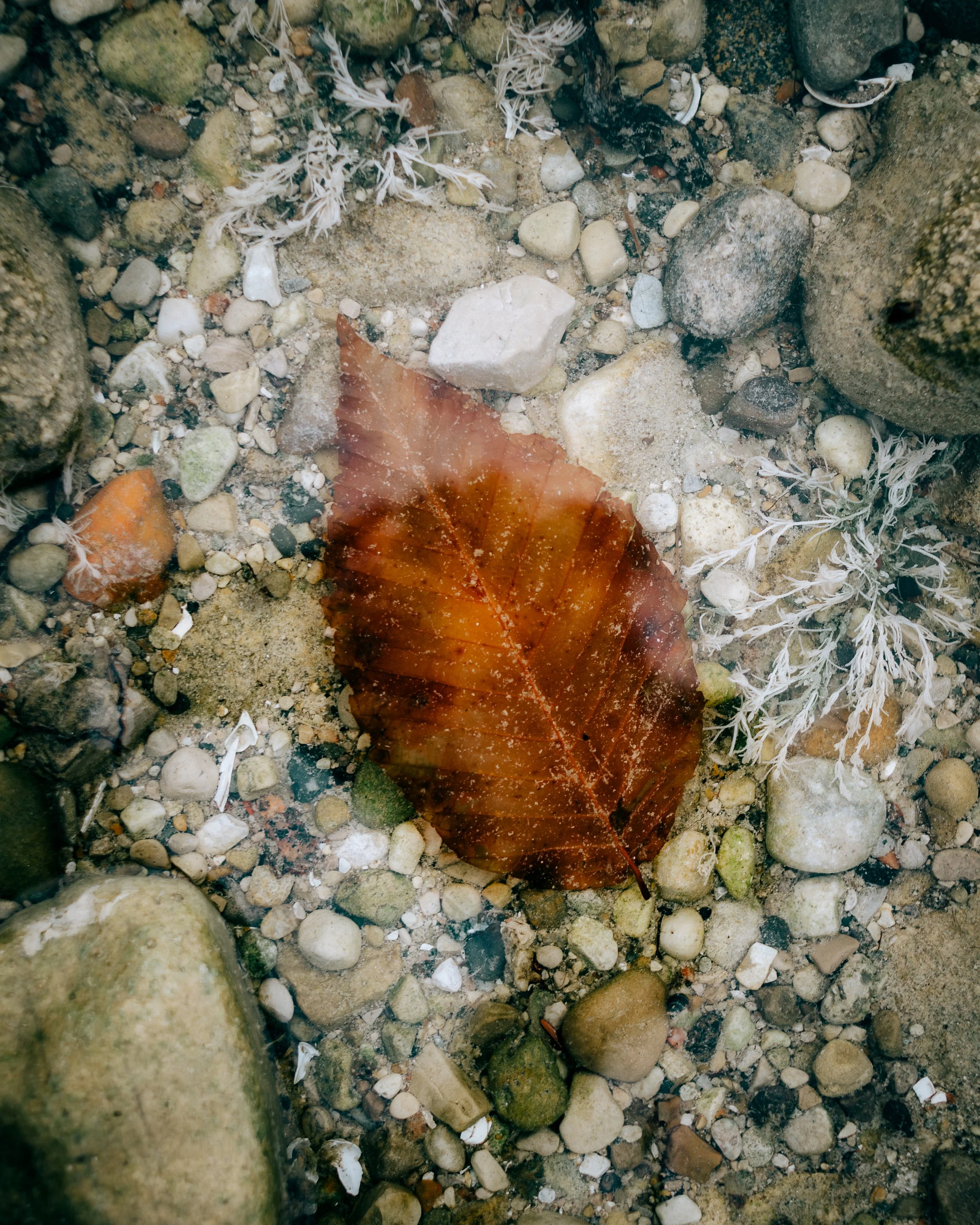 _DSC3636-Enhanced-NR-Edit-Edit.jpg
