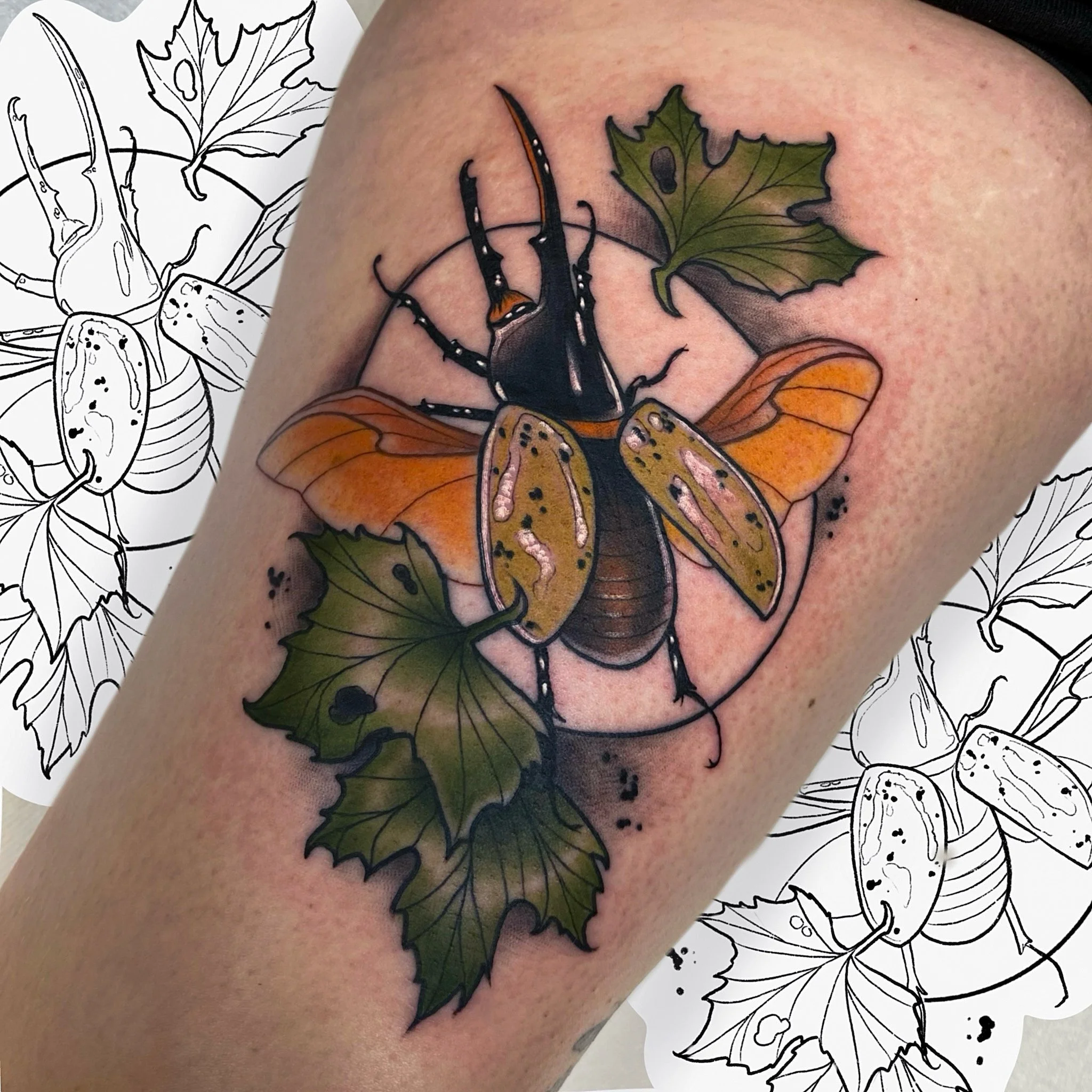 Hercules beetle.jpg