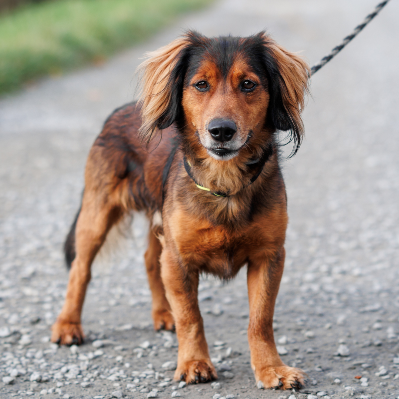 A new brown and black long-haired Dachshund mix dog standing on a gravel path outdoors.