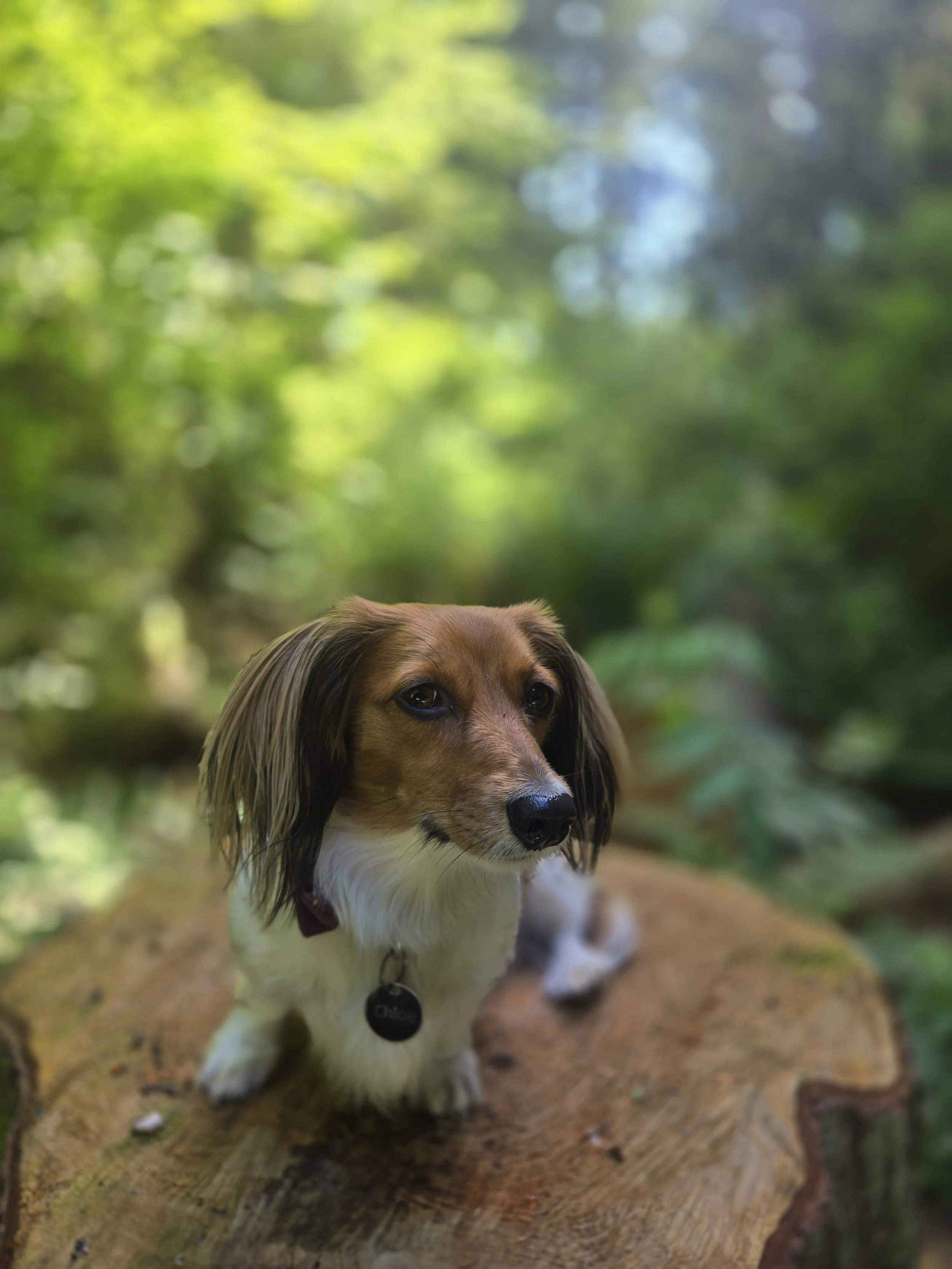 A small dog, possibly a Jack Russell or similar breed, sitting outdoors on a dirt path surrounded by green trees and foliage. The dog has long ears, brown and white fur, and is looking to the side.