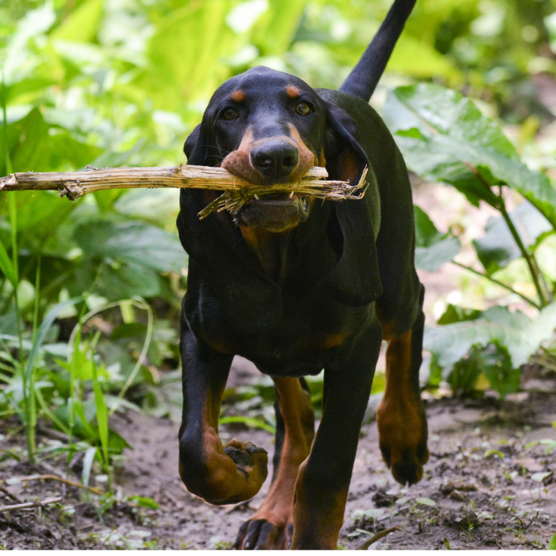 Black and tan dog running through a green garden carrying a stick in its mouth.