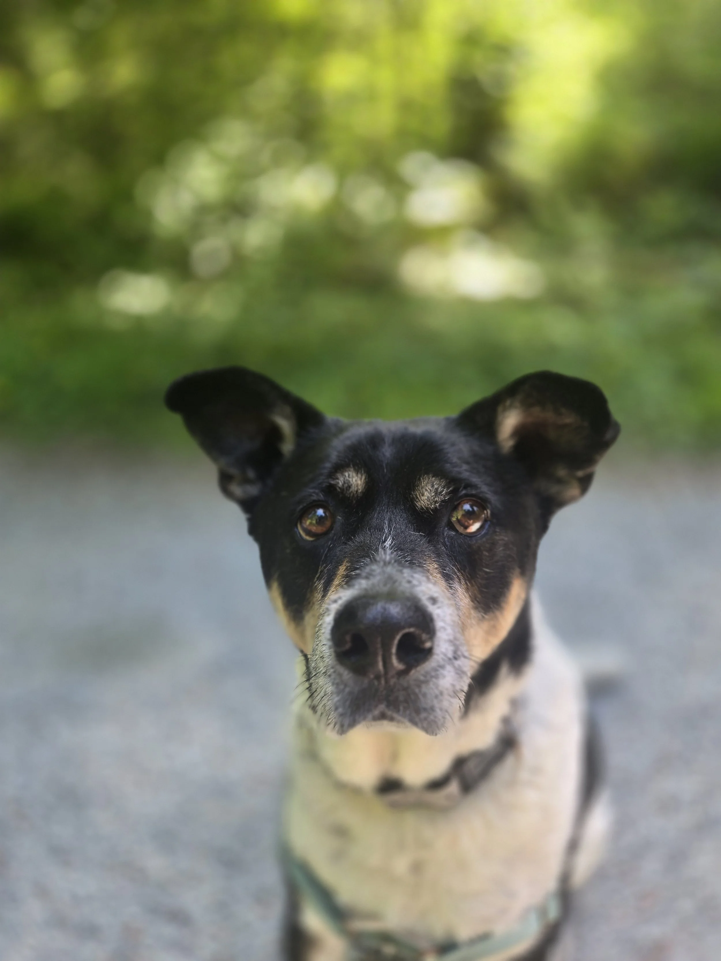 "Juniors has been amazing with Toby. He's always excited when they arrive and comes home tired and happy."