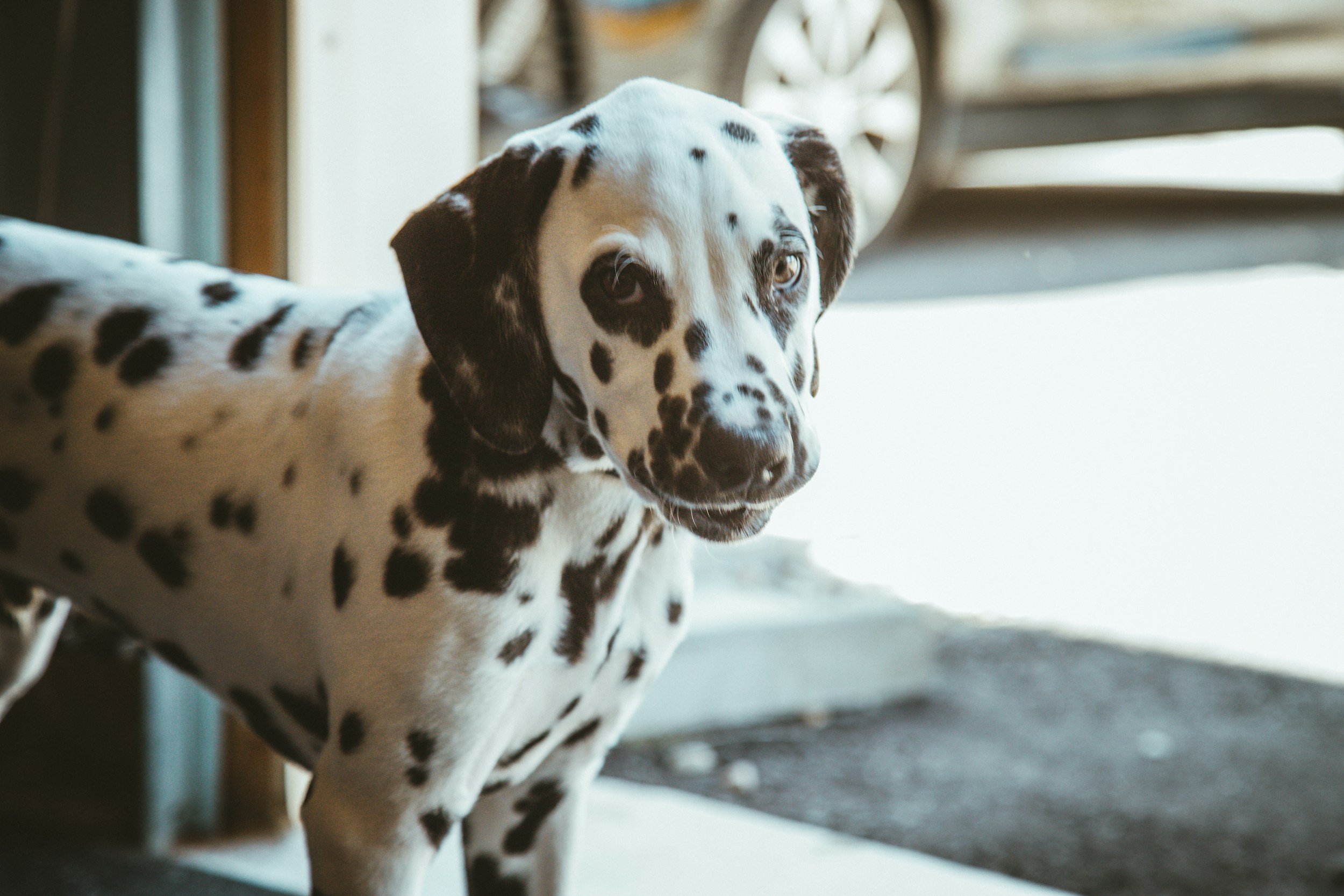 "Rhianna and James took amazing care of my high-energy puppy. From the start, they were attentive, responsible, and clearly experienced with energetic dogs." 