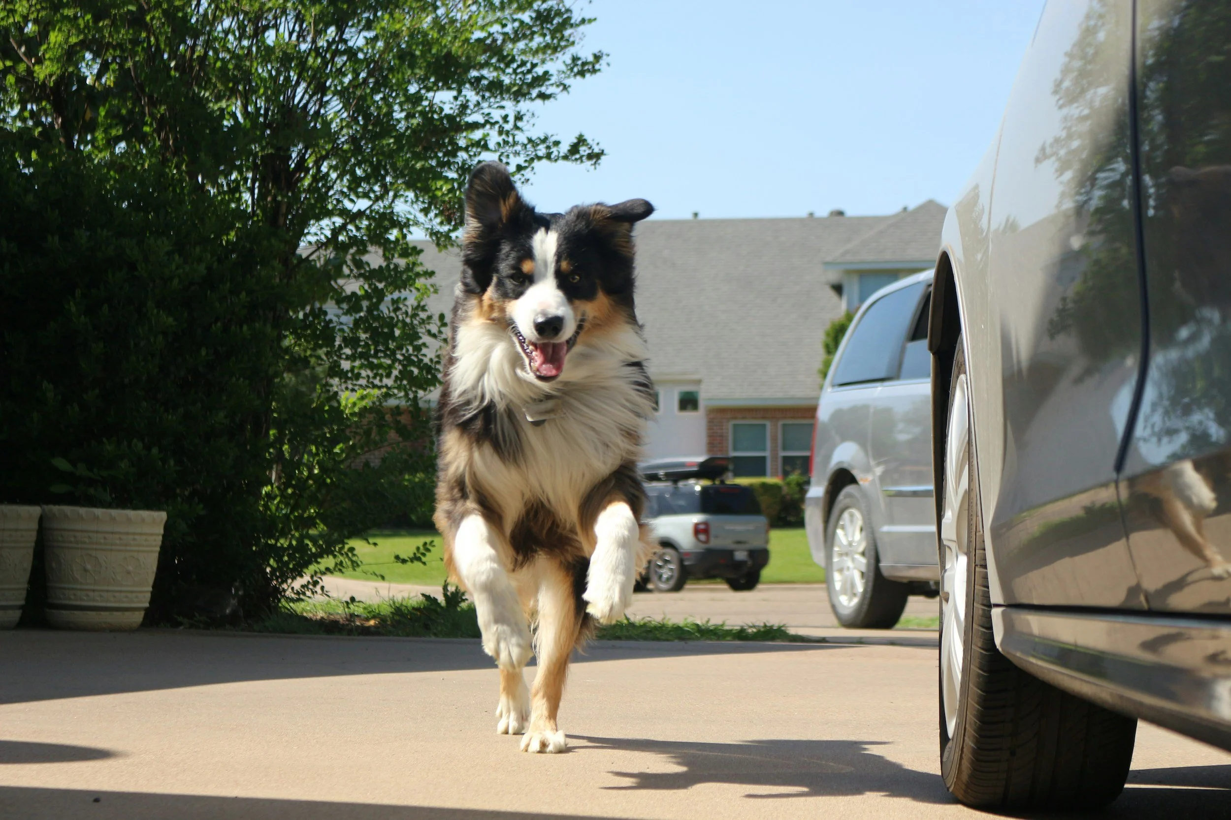 A black, white, and tan Australian Shepherd dog walking on a driveway next to parked cars and a house with trees in the background on a sunny day.