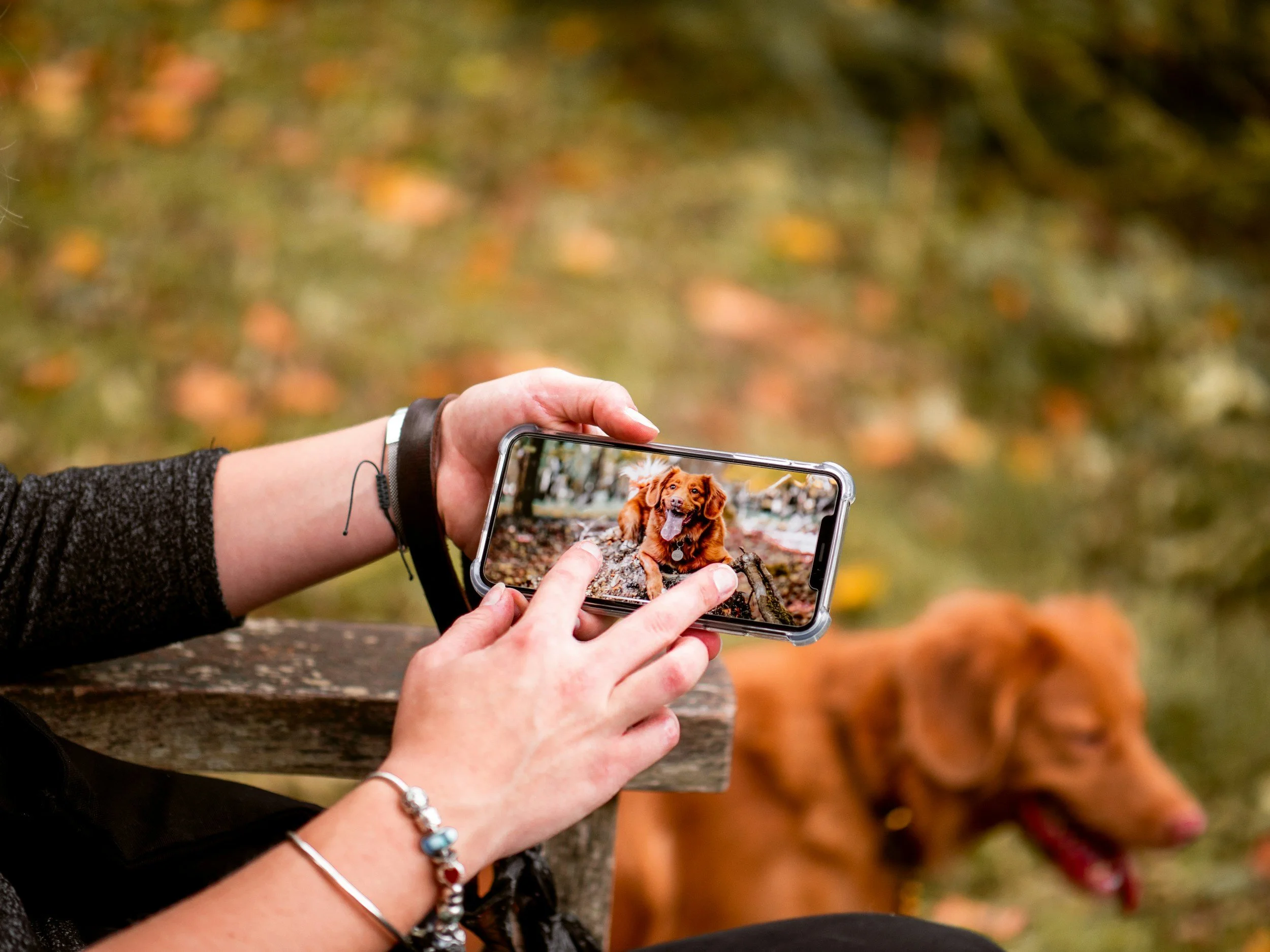 Person taking a photo of a puppy on a smartphone outdoors in autumn.