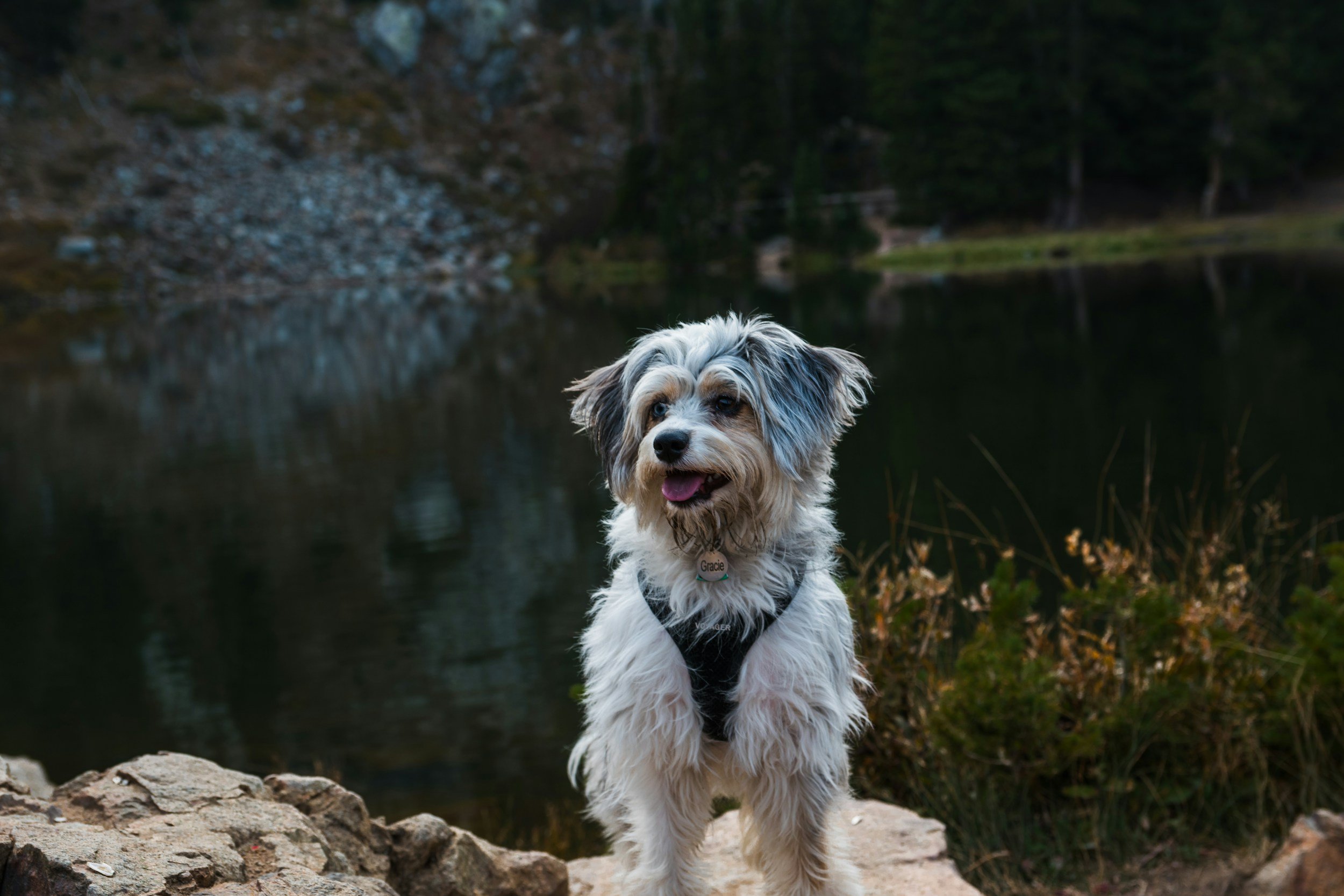 A dog with a black harness standing on a rocky trail near a calm body of water with trees in the background.
