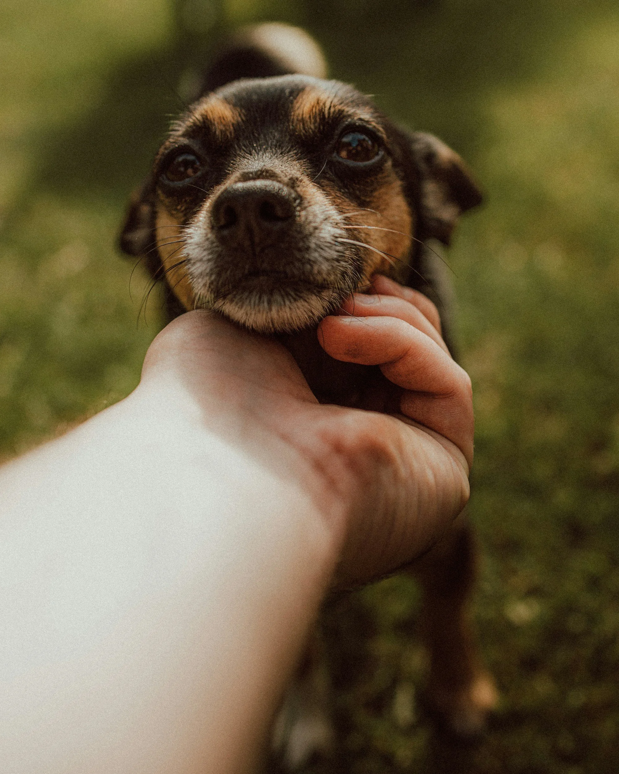 Close-up of a small dog with black, brown, and white fur being held gently by a person's hand, outdoor setting with green grass background.