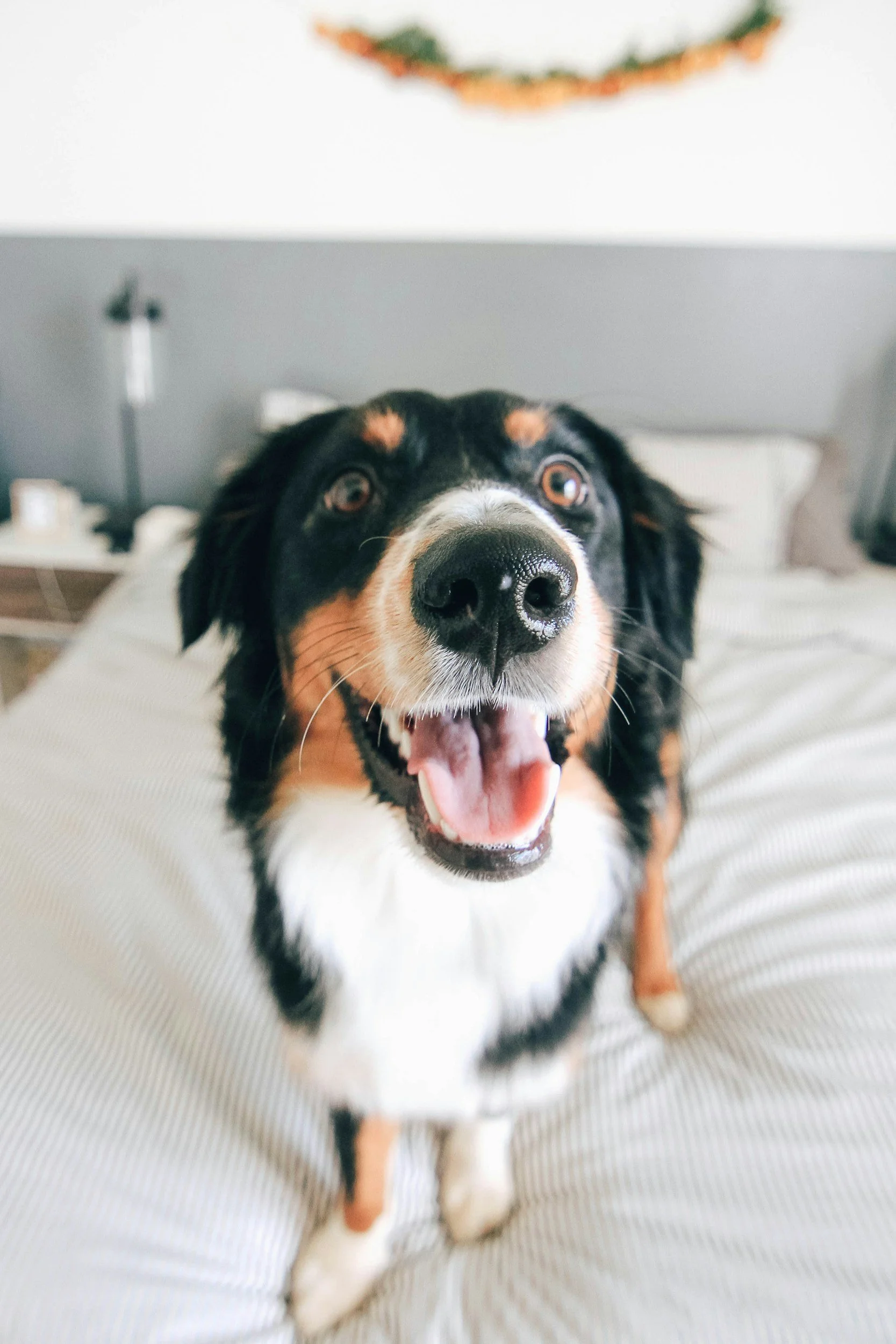 Close-up of a happy Bernese Mountain Dog with its mouth open, lying on a bed or couch.