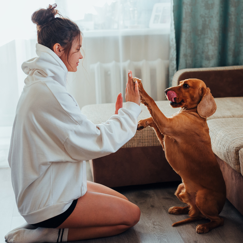 A woman in a white hoodie playing high-five with a brown dog inside a living room.