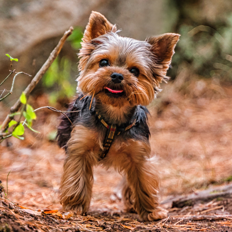 A small Yorkshire Terrier dog standing outdoors on a forest trail, wearing a harness, with its tongue slightly out and ears perked up.