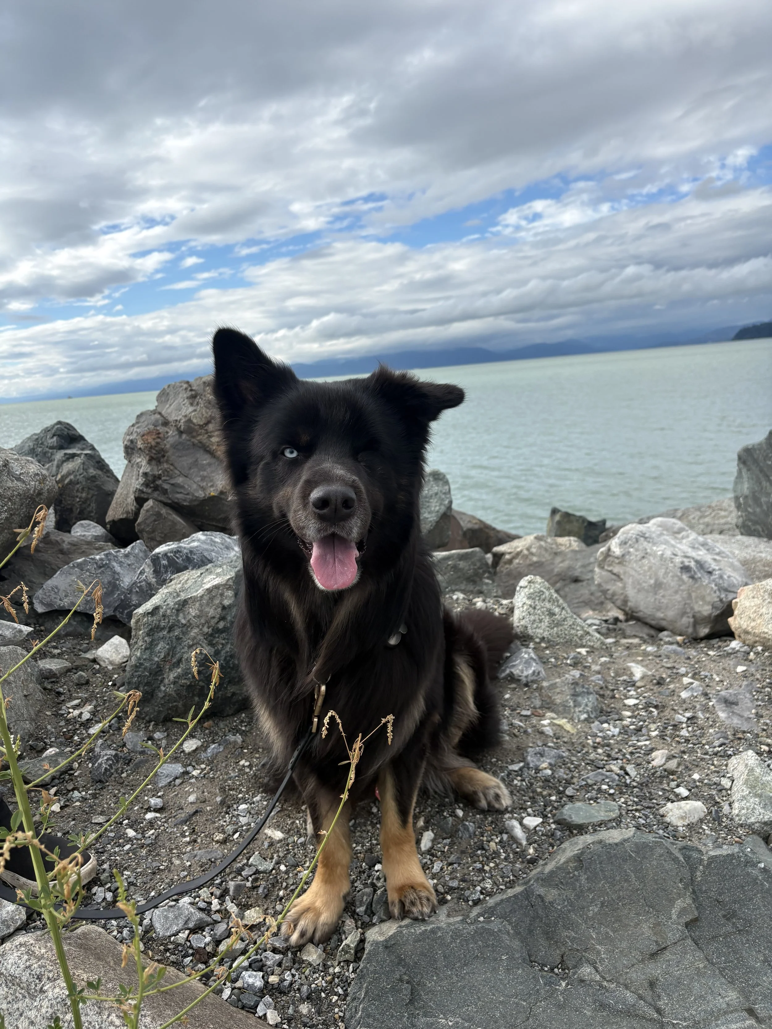 A black and tan dog with blue eyes sitting on a rocky beach near water, with cloudy skies overhead.