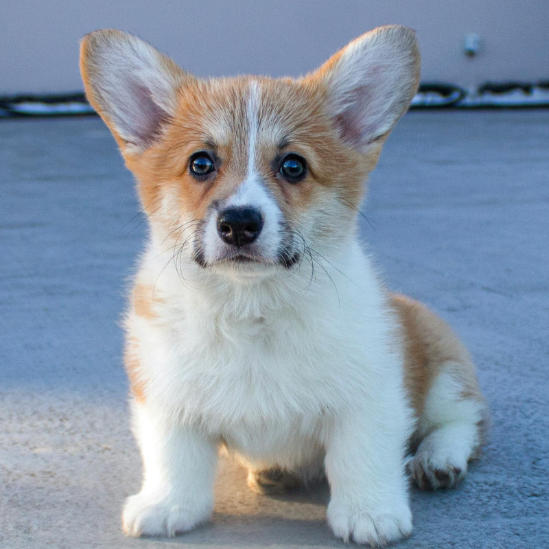 Cute puppy with brown and white fur, large ears, and blue eyes sitting on a concrete surface.