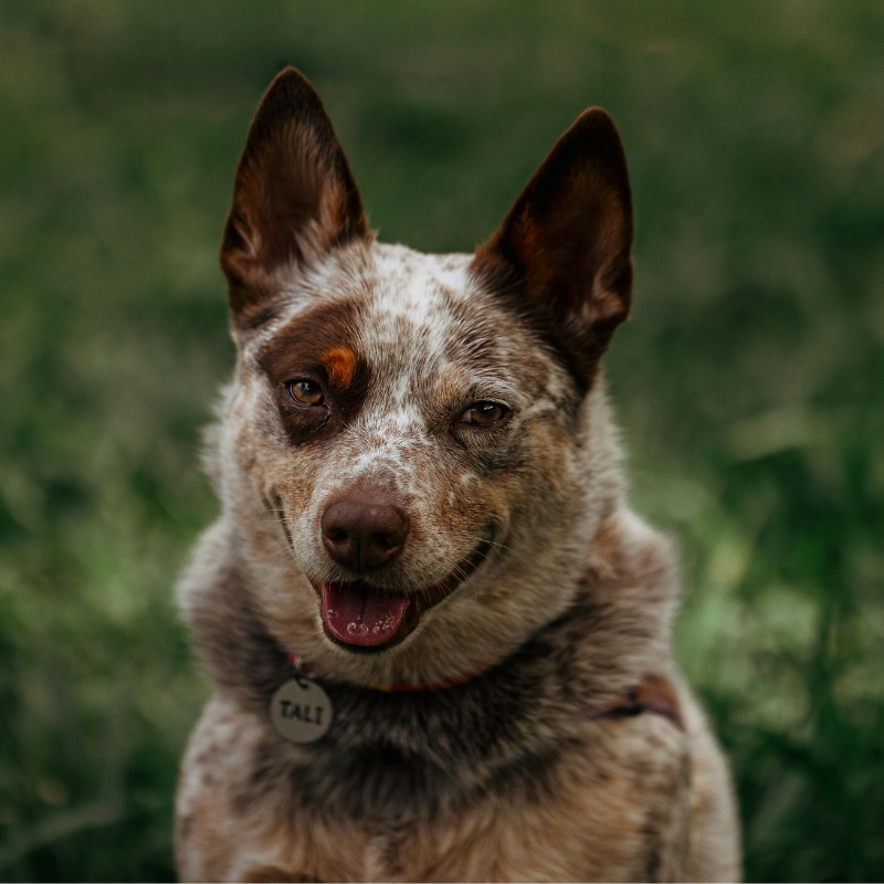 A happy dog with brown and white fur, one eye blue, and a tag that says "Tale" on its collar, outdoors with green grass background.