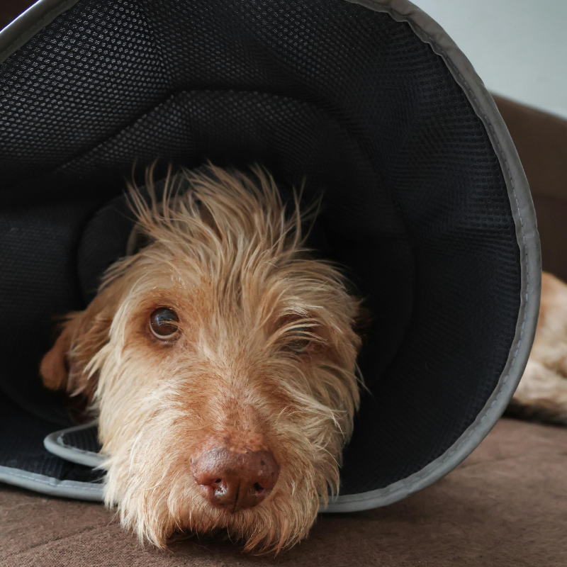 A tan and brown scruffy dog resting its head on a brown couch, inside a black pet carrier.