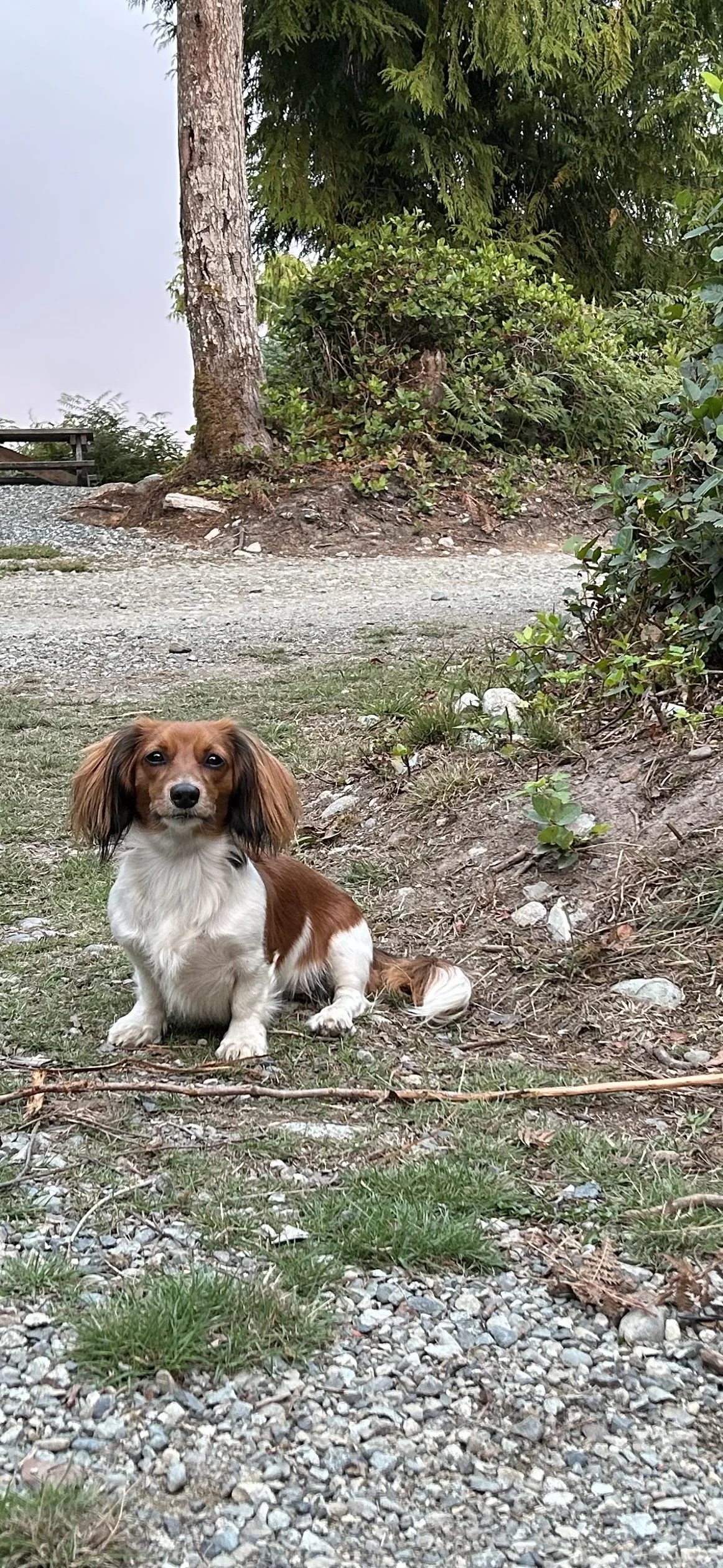 A small brown and white long-haired dog sitting outdoors on a grassy and rocky ground, with trees and bushes in the background.