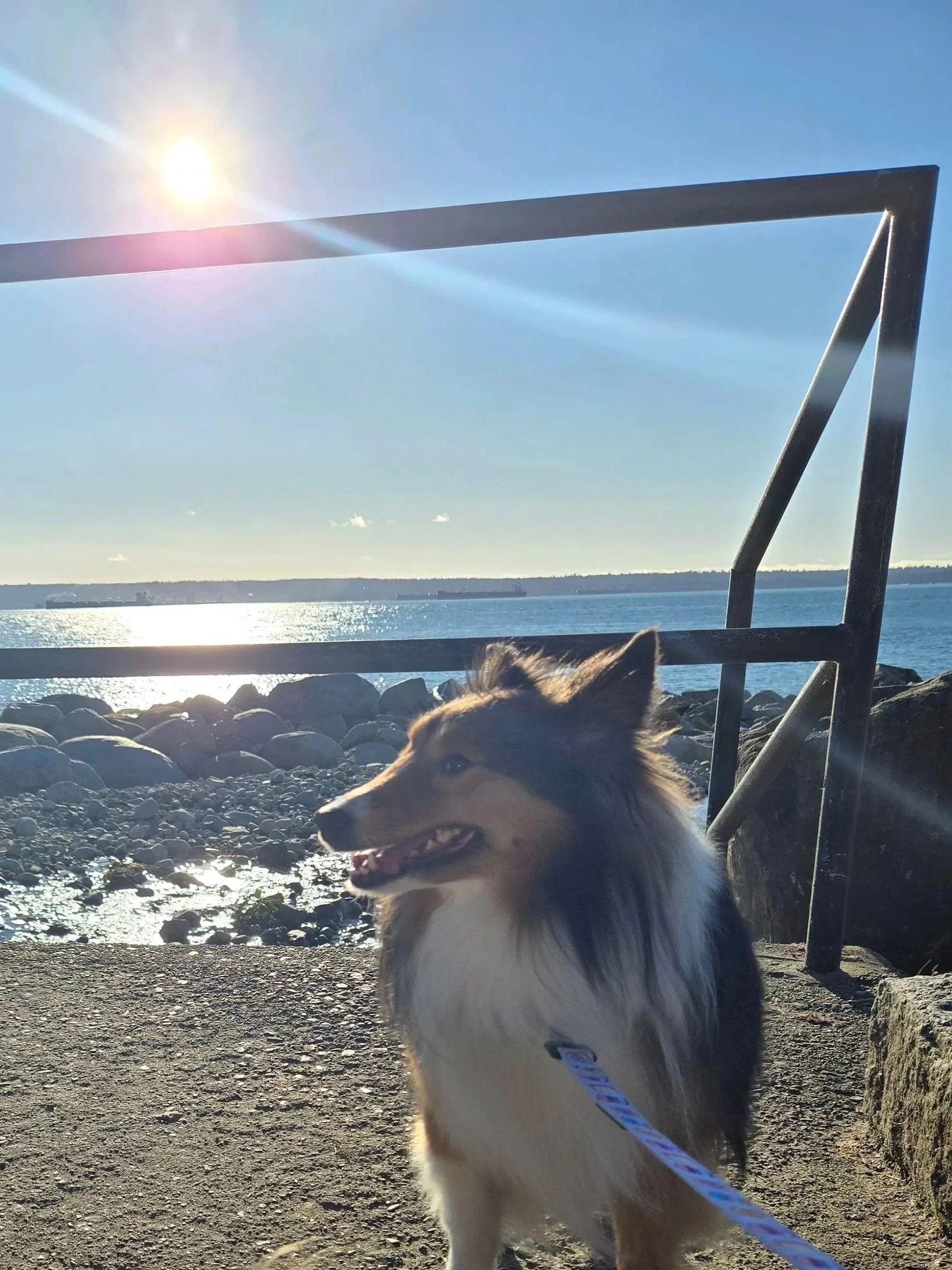 A dog sitting on a rocky shoreline near water with a large ship in the distance, the sun shining in the clear blue sky, and a metal structure on the right side of the photo.