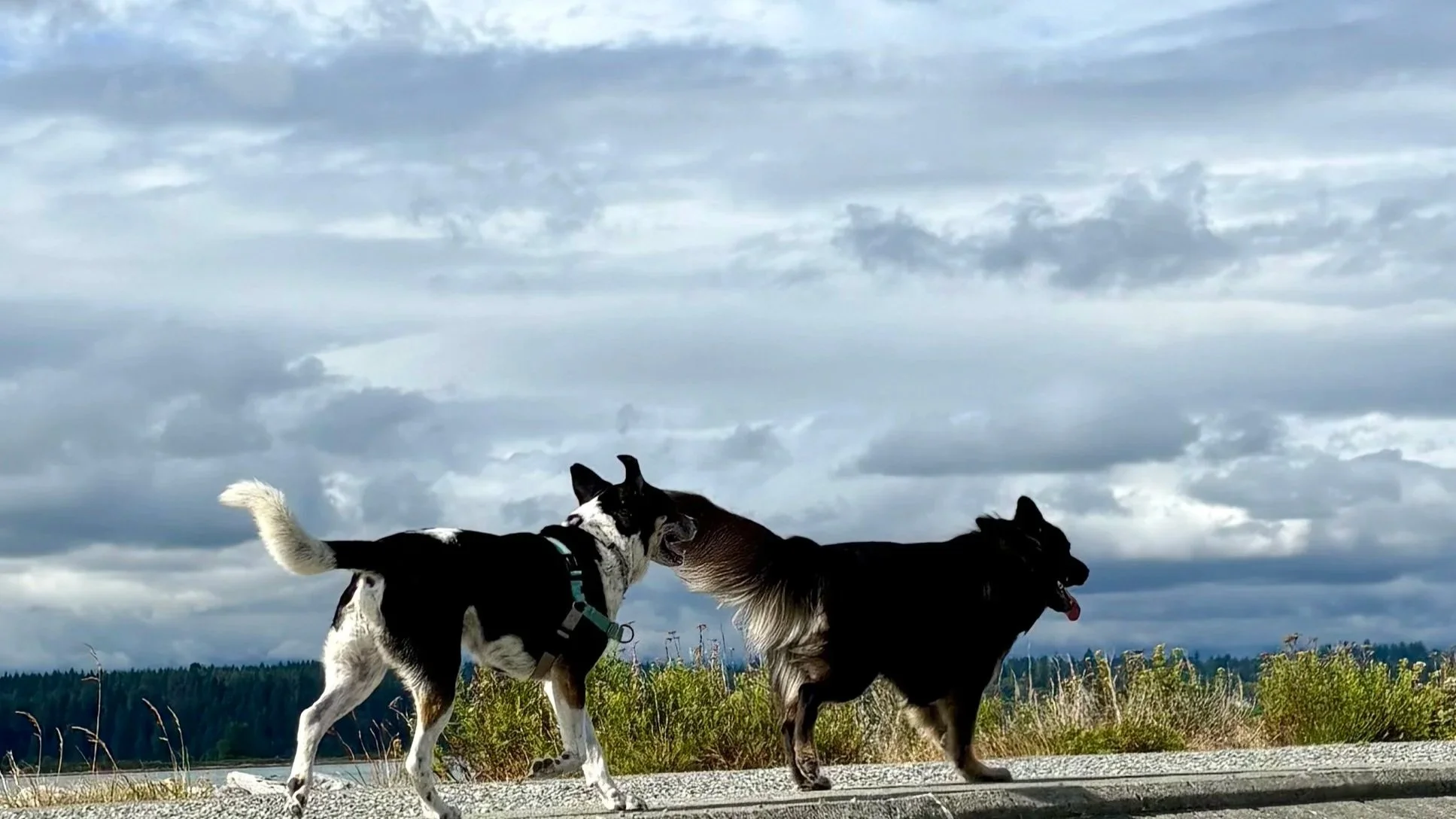 Two dogs playing outdoors on a gravel path with a background of trees and a cloudy sky.