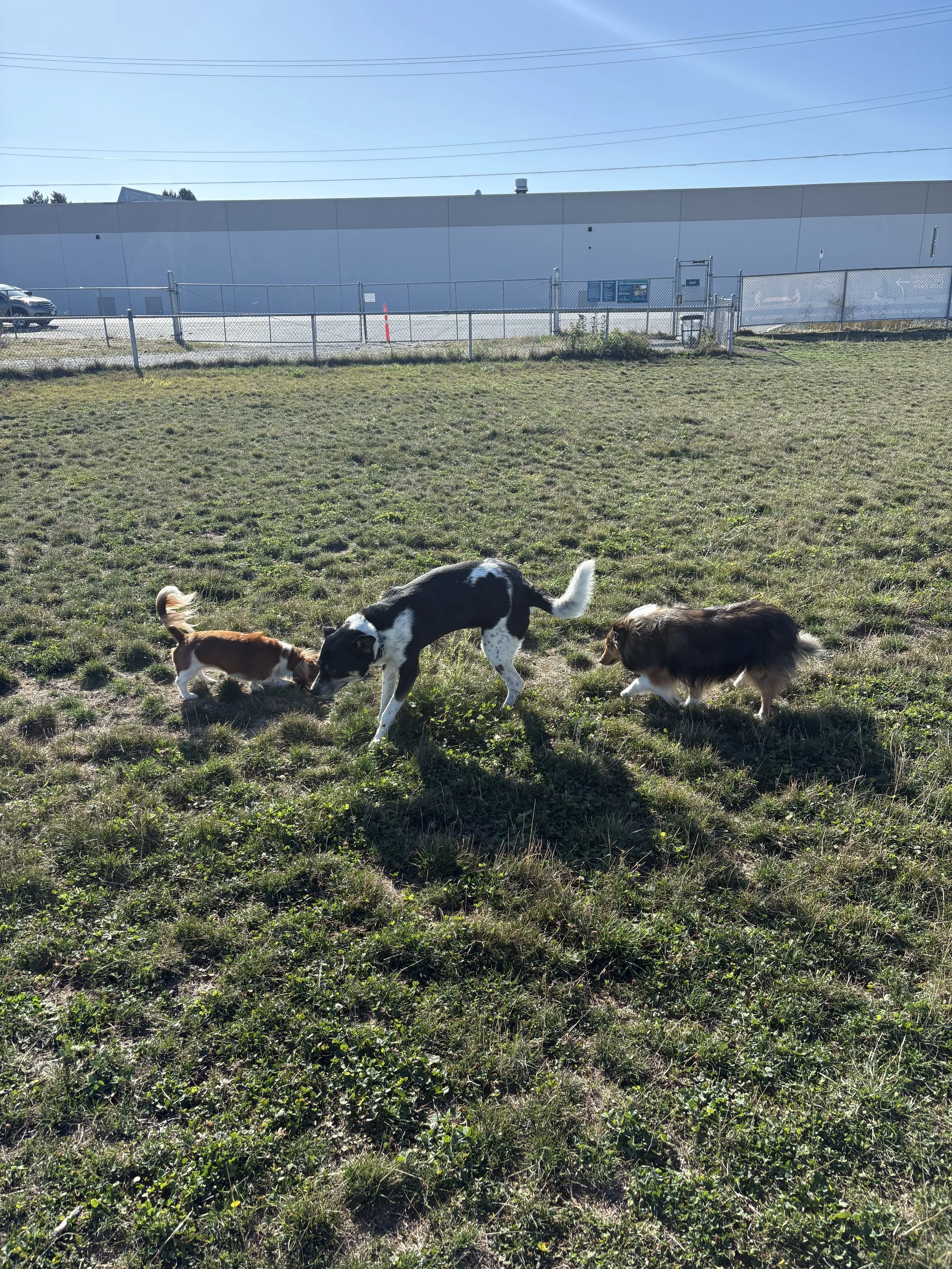 Dogs exploring and socializing during a Juniors K9 adventure walk, promoting enrichment, confidence, exercise, and positive social experiences.