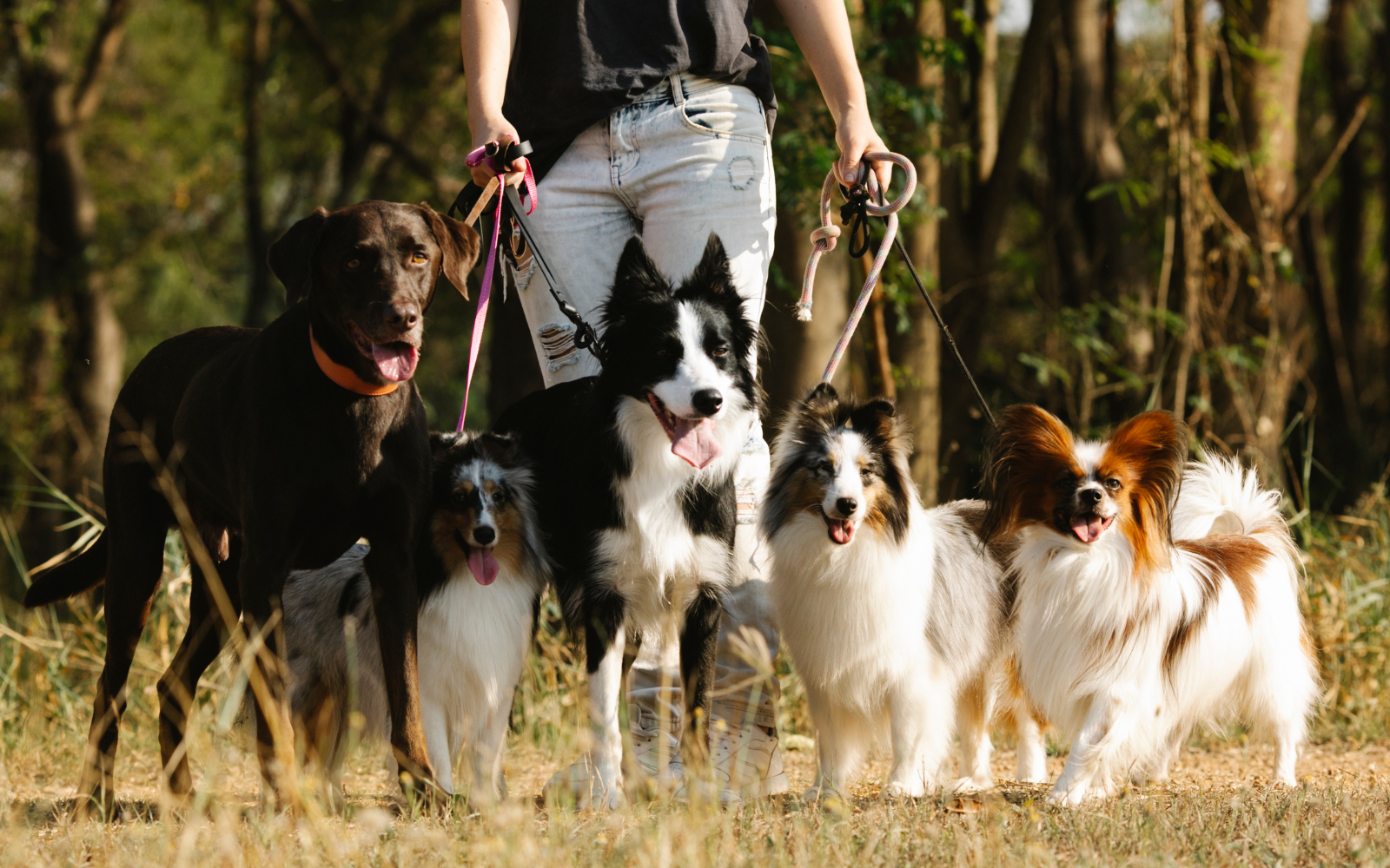 A person walking a group of five dogs in a wooded area during the daytime. The dogs include a black and tan retriever, a black and white border collie, and three Shetland sheepdogs. The dogs are standing on grass and looking happy.