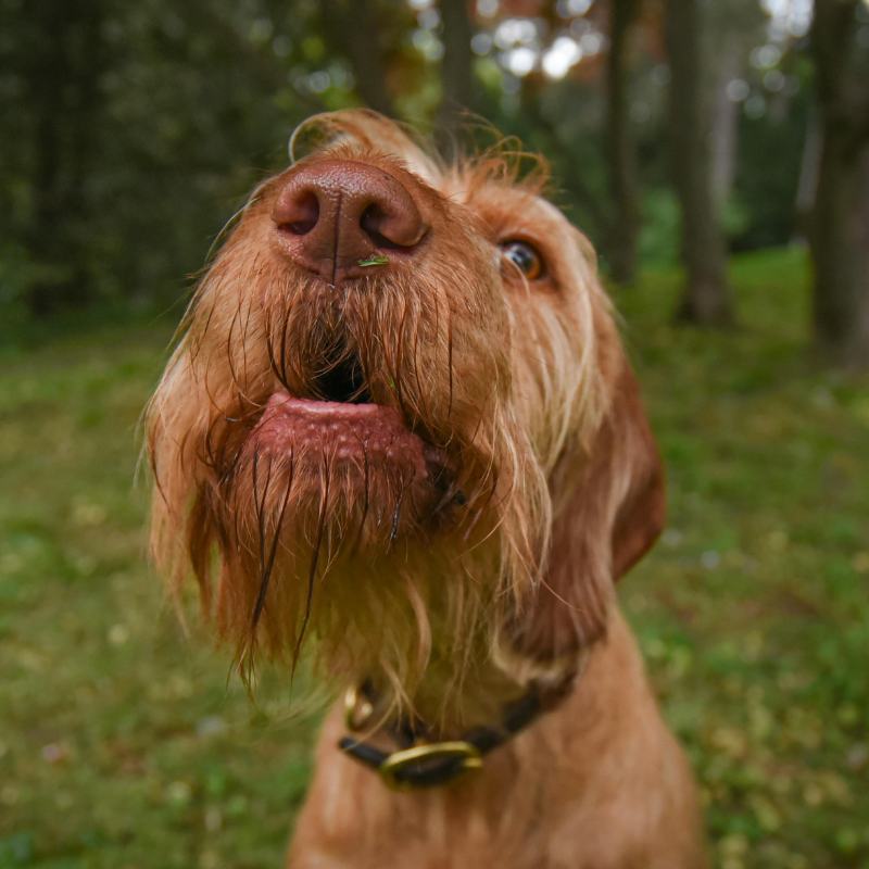 Close-up of a brown dog with a beard, outdoors in a wooded area, with a leaf on its nose and looking curiously.