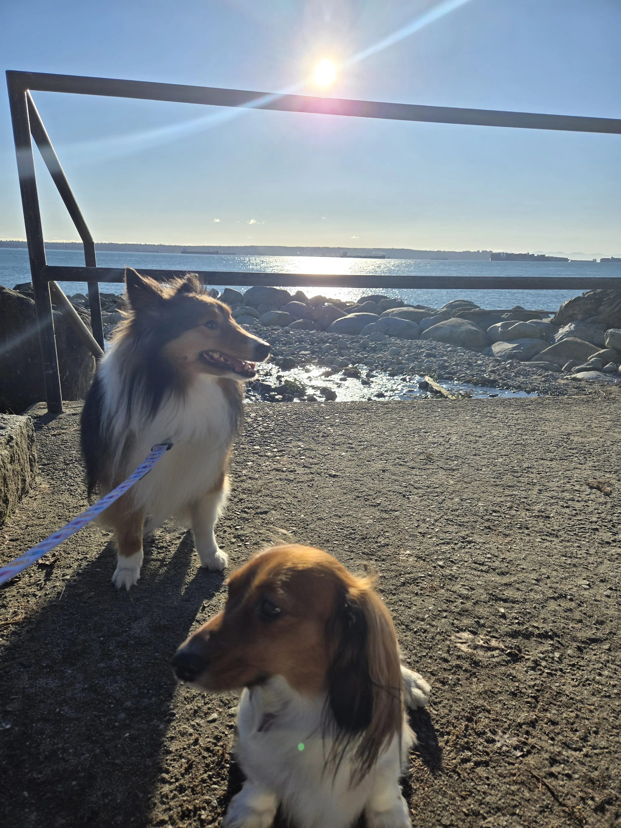 Three dogs, one Shetland Sheepdog and two Dachshunds, are sitting on a gravel path near a body of water with a metal railing behind them. The sun is shining brightly in the clear sky, casting reflections on the water and creating a lens flare.