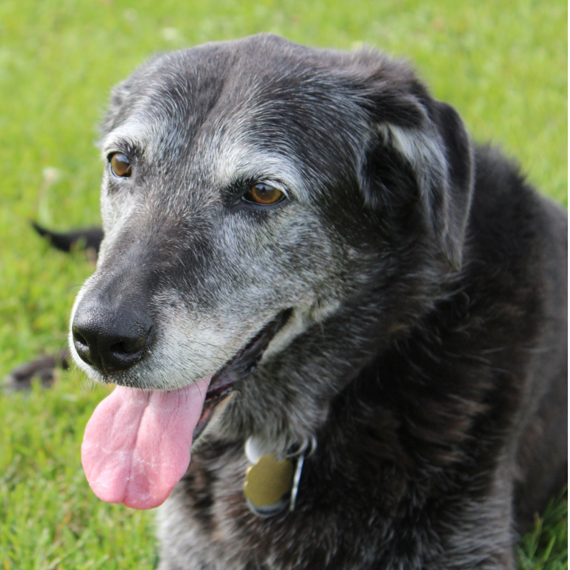 Close-up of a grey and black dog with its tongue out, lying on green grass.