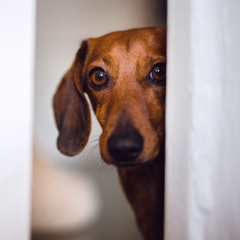 A brown dog peeking out from behind a white curtain.