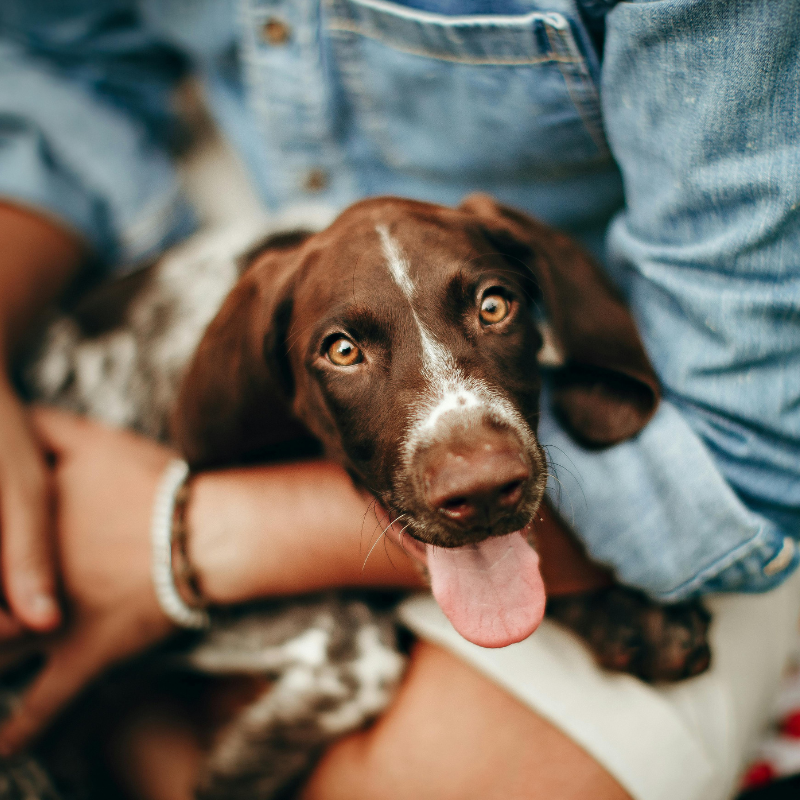 A happy brown and white dog with floppy ears and a pink tongue, resting in a person's arms, with a denim jacket visible in the photo.